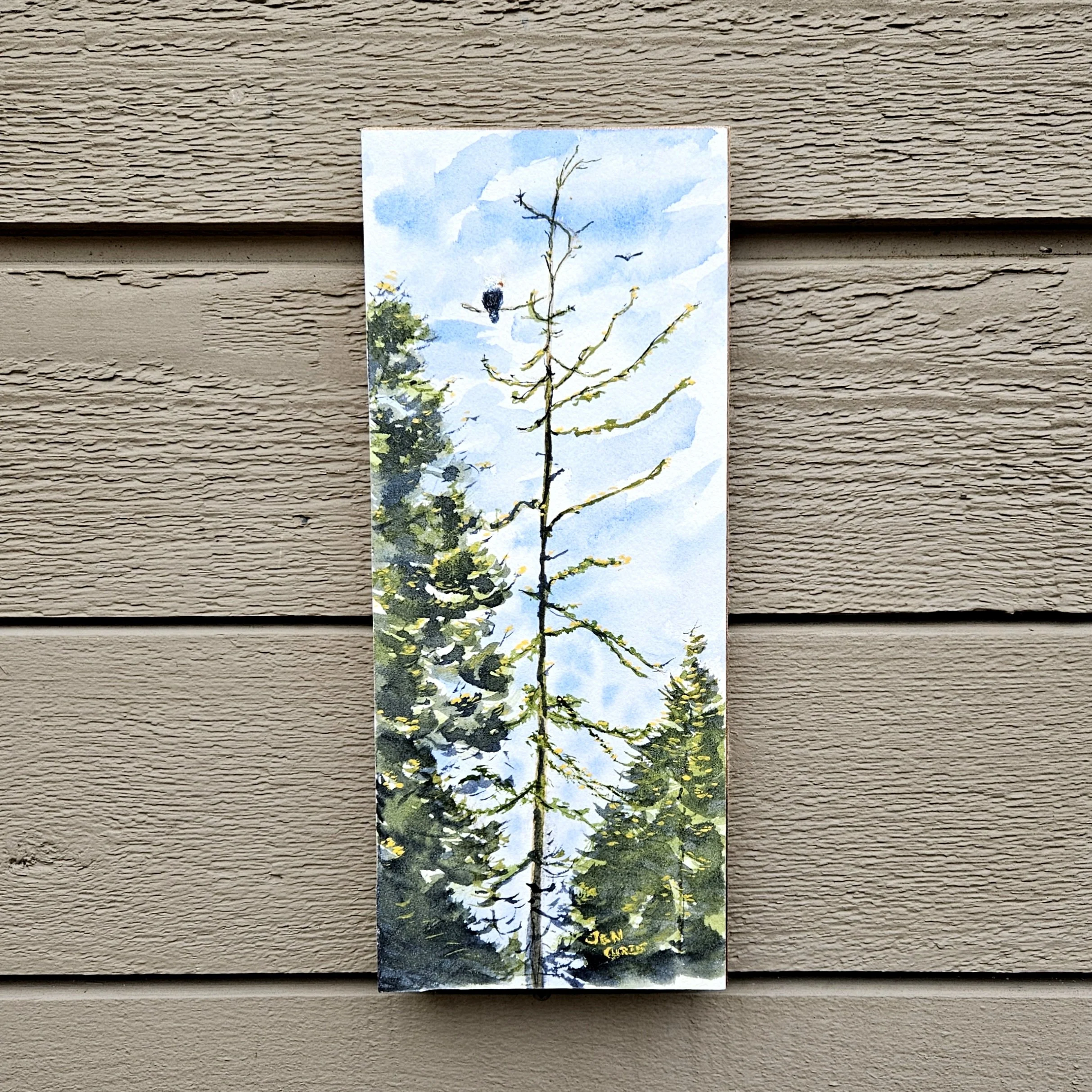 The Eagle Tree - prints on request