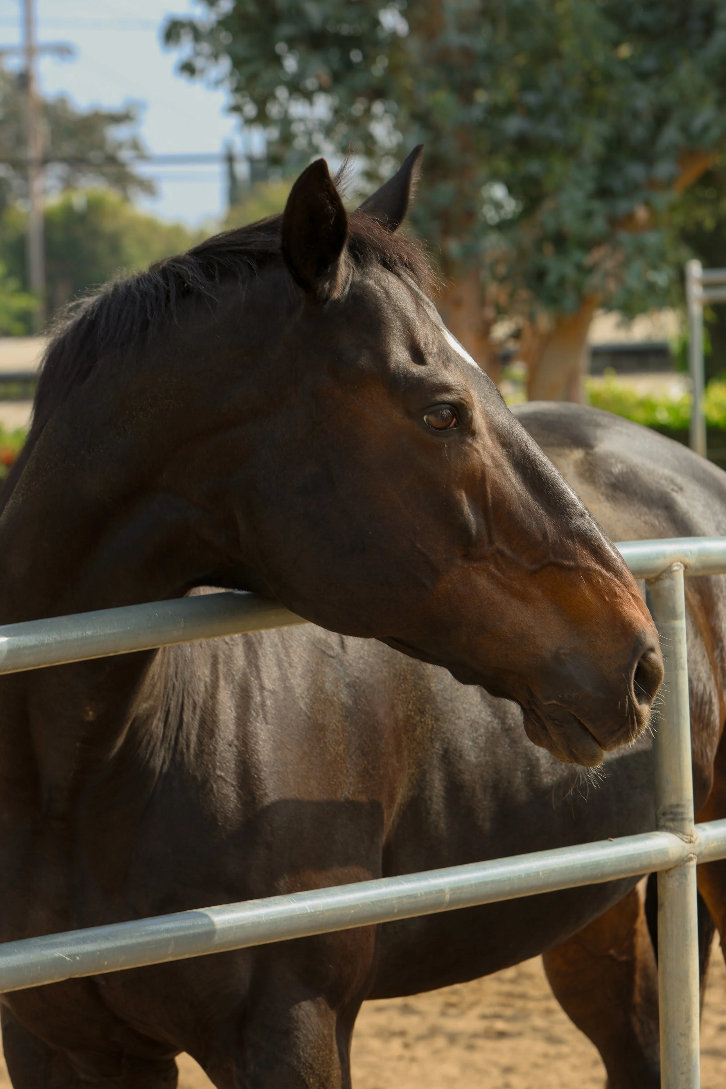 A brown horse leaning its head on a metal fence in an outdoor setting with trees in the background.