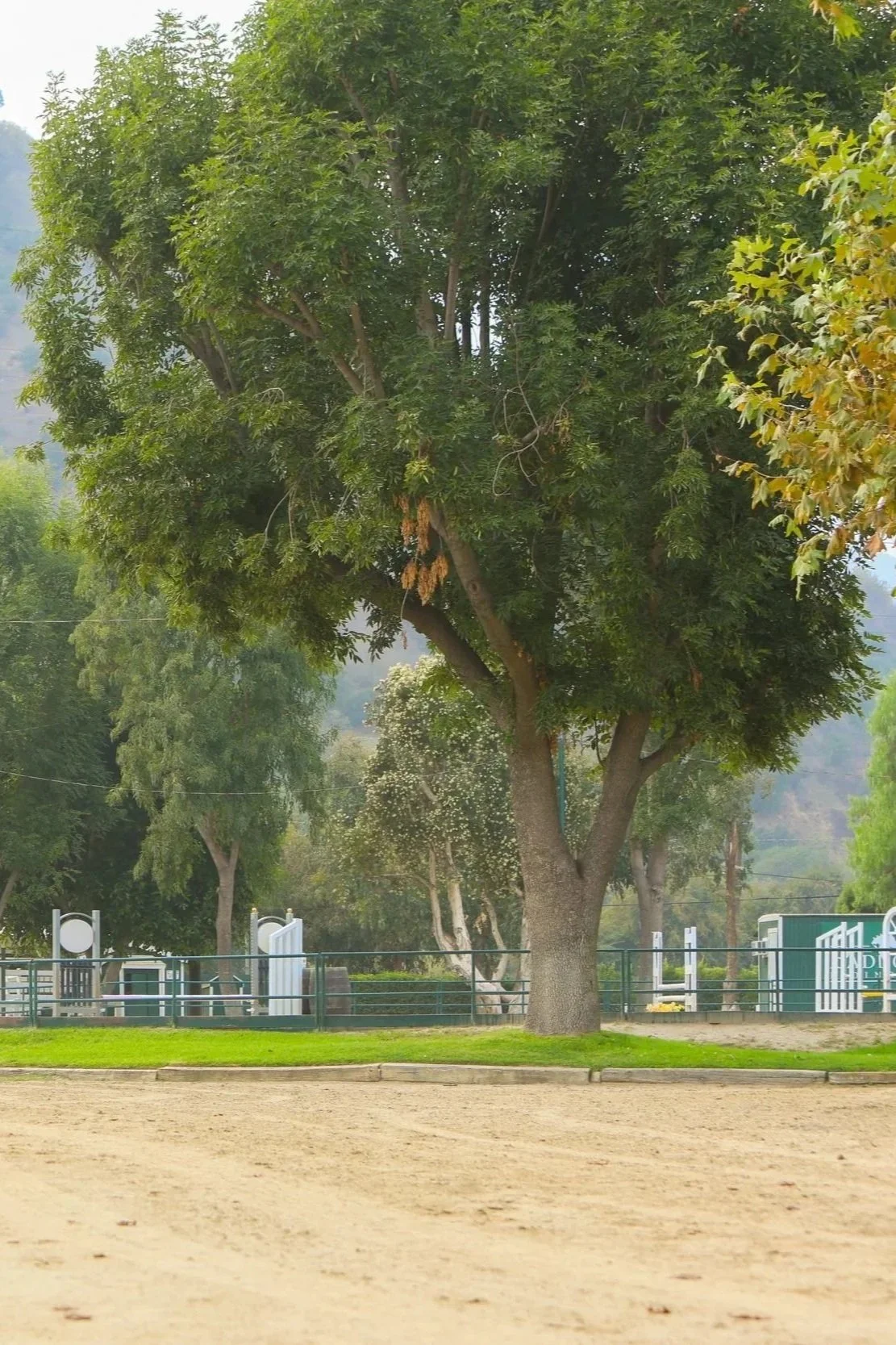 A large tree with lush green leaves in a park area, surrounded by a fence, with a sandy ground in the foreground and a grassy area behind the tree.