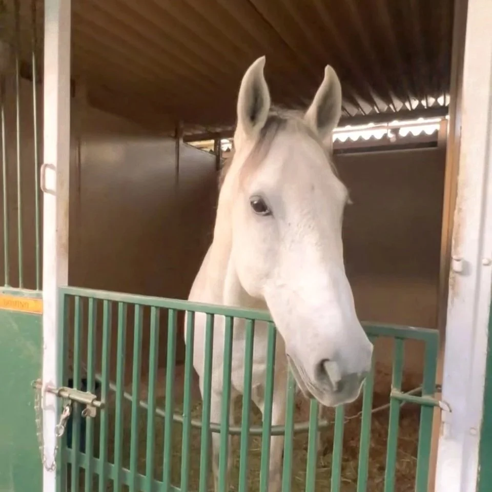 A white horse peeking past green bars in a stable.