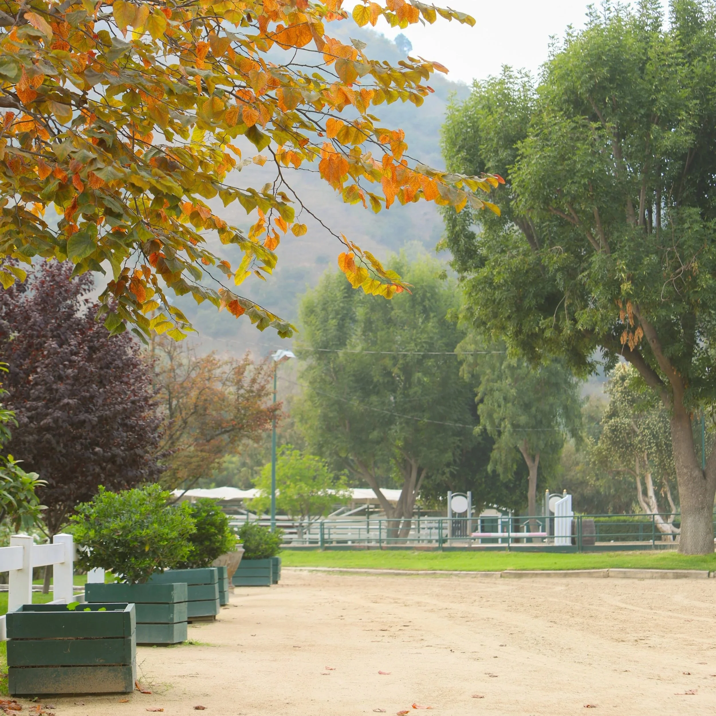 A dirt walking path in a park with trees and potted plants on the side, some with fall foliage, and a fenced area in the background under a cloudy sky.