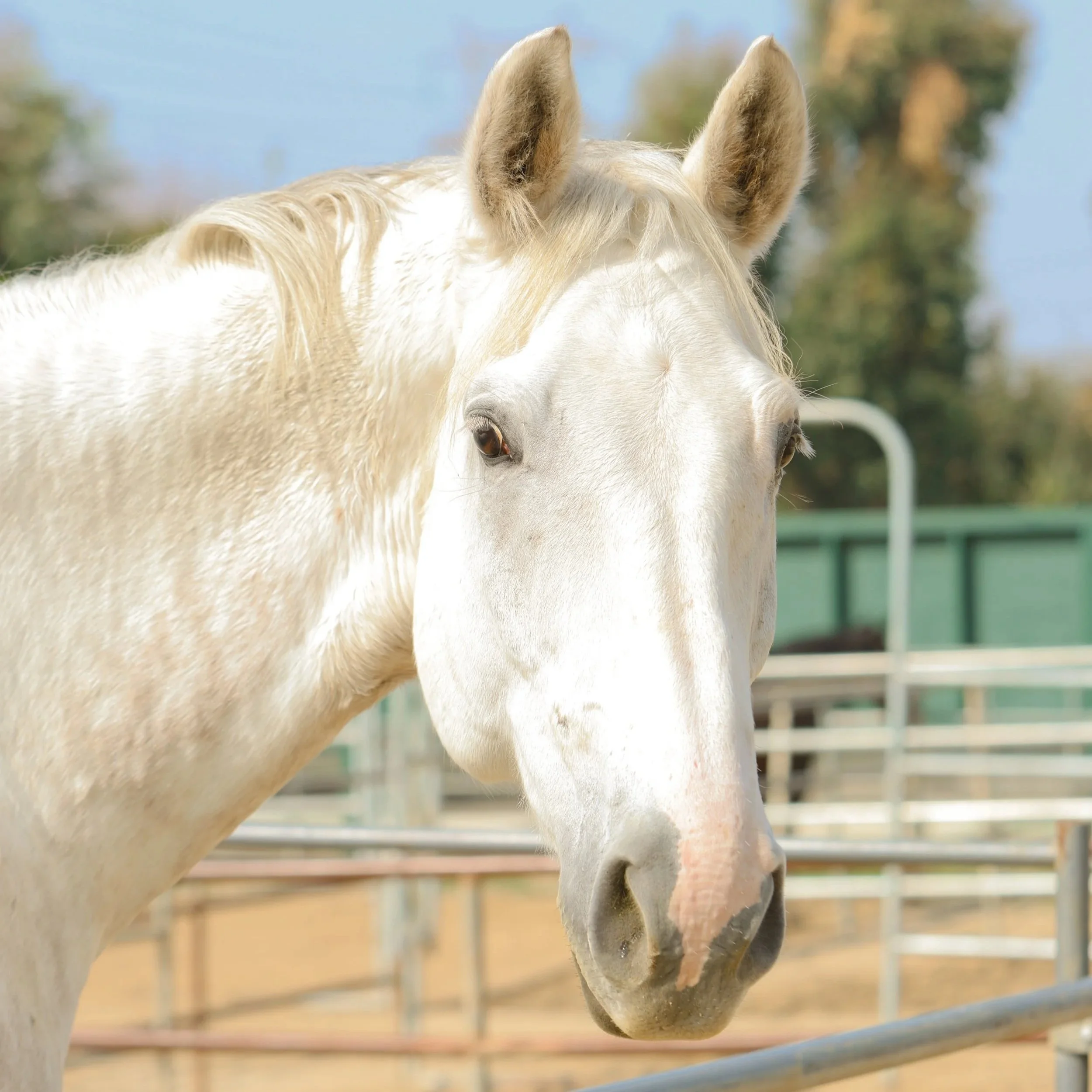Close-up of a white horse with a pink nose and light mane outdoors, with a background of trees and a green fence.