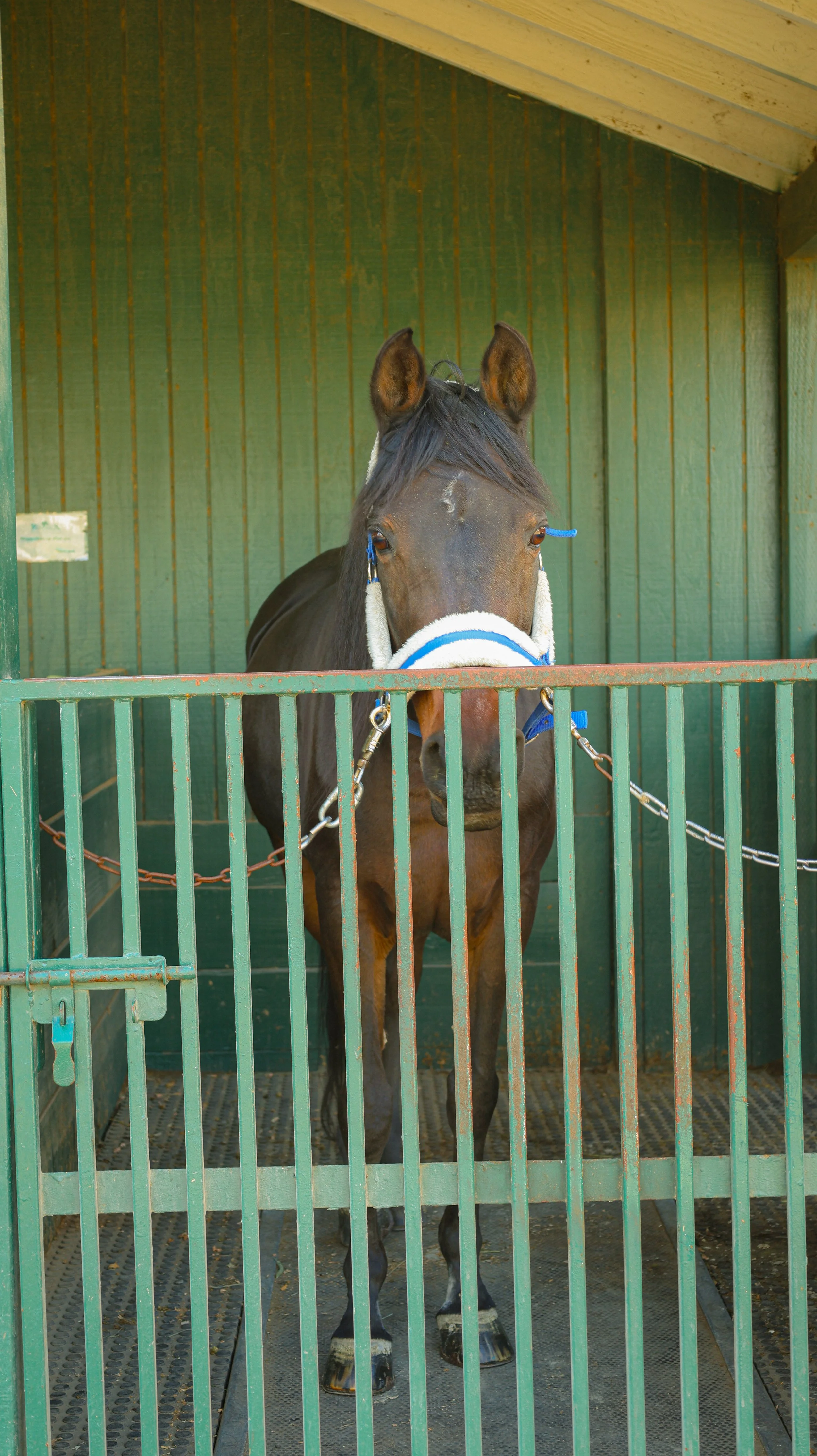 A brown horse with black mane and a blue halter stands in a green stall with chain links, looking directly at the camera.