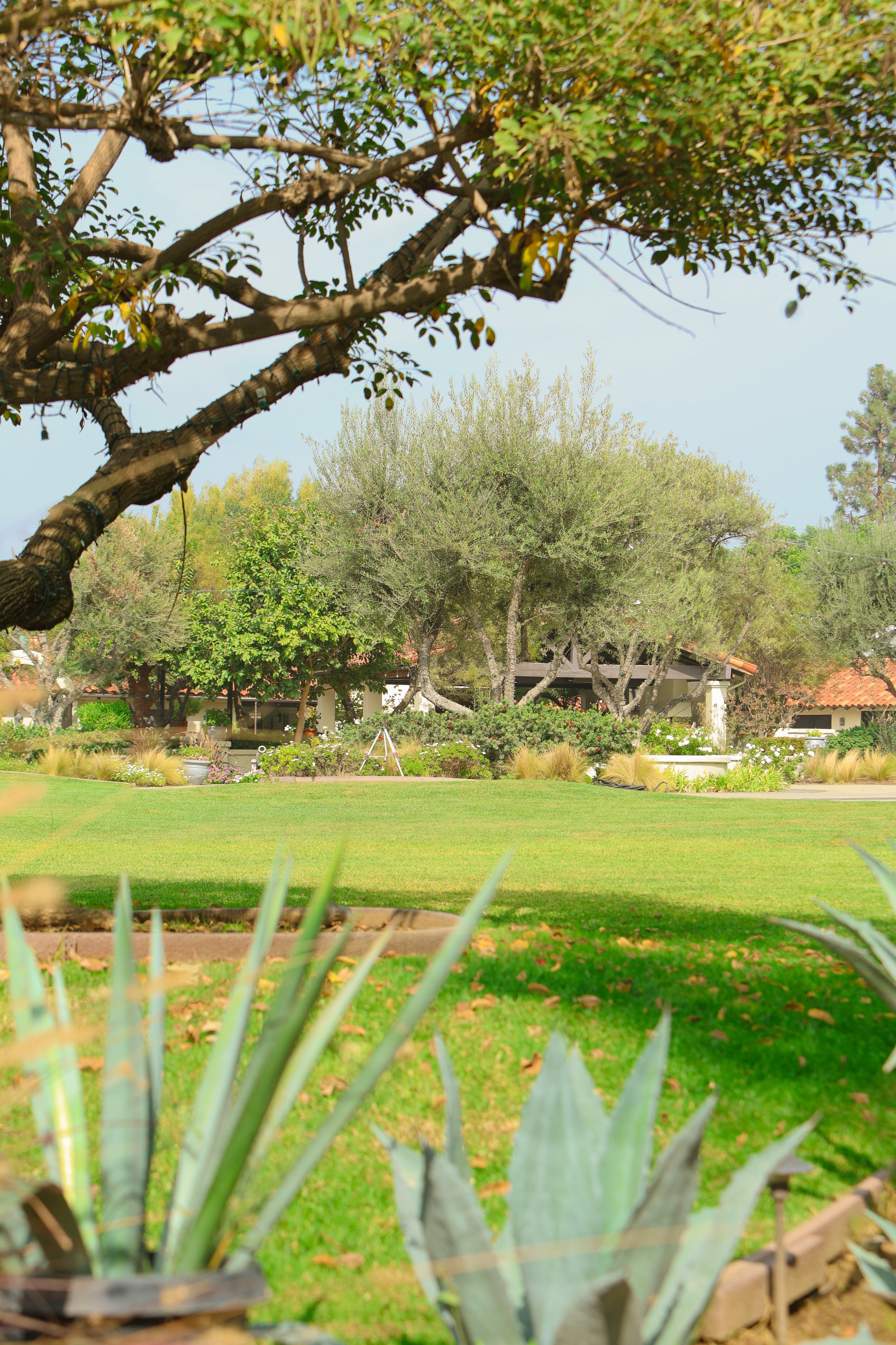 A backyard garden with trimmed grass, trees, and plants, including agave in the foreground, and a house with a porch in the background.