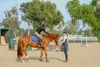 Paddock Riding Club THE PADDOCK RIDING CLUB | Discover Equestrian Excellence – Join Us Today