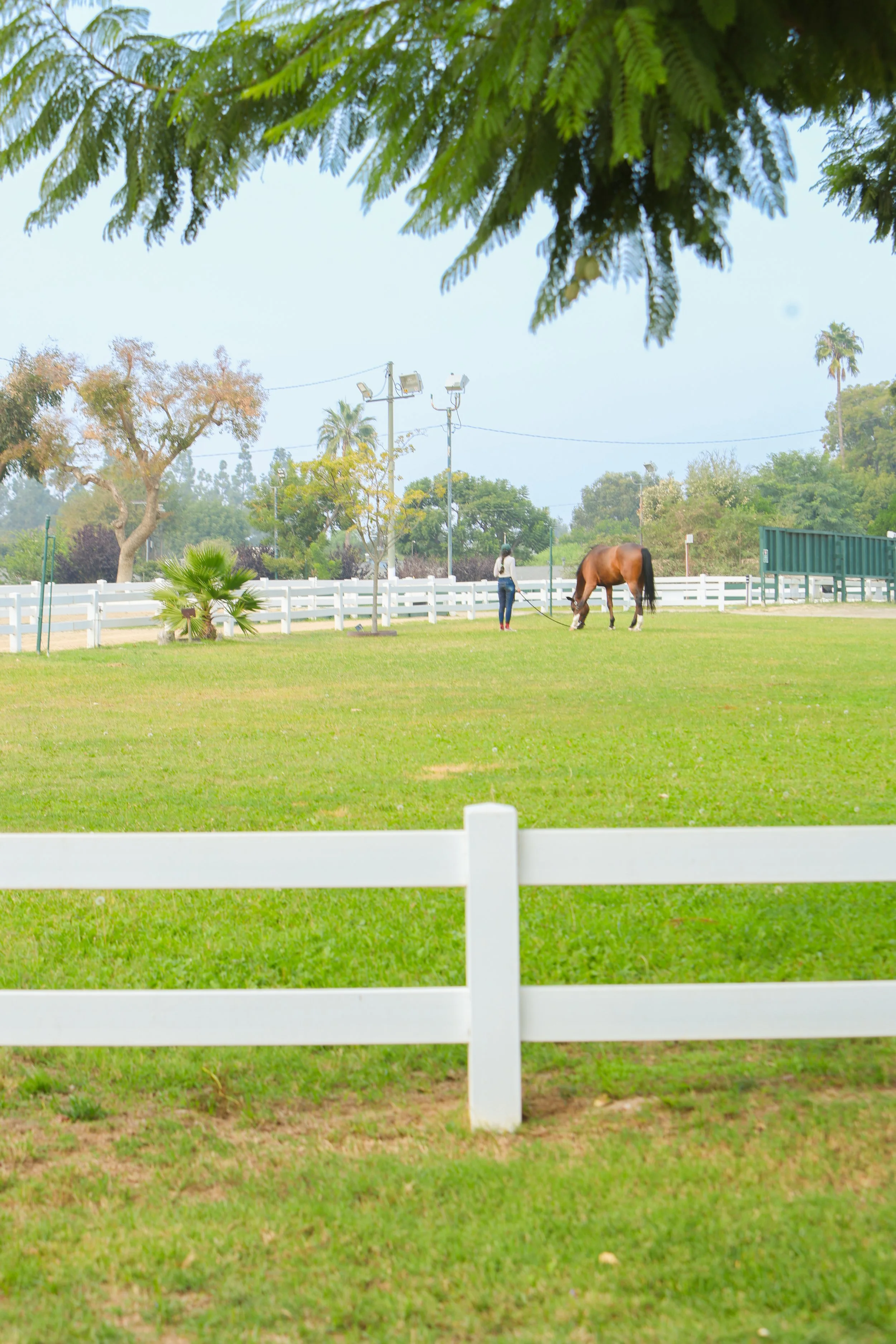 A person walking a brown horse in a fenced grassy field with trees, palm trees, and a clear sky in the background. Grazing their horse on a sunny day at a horse barn