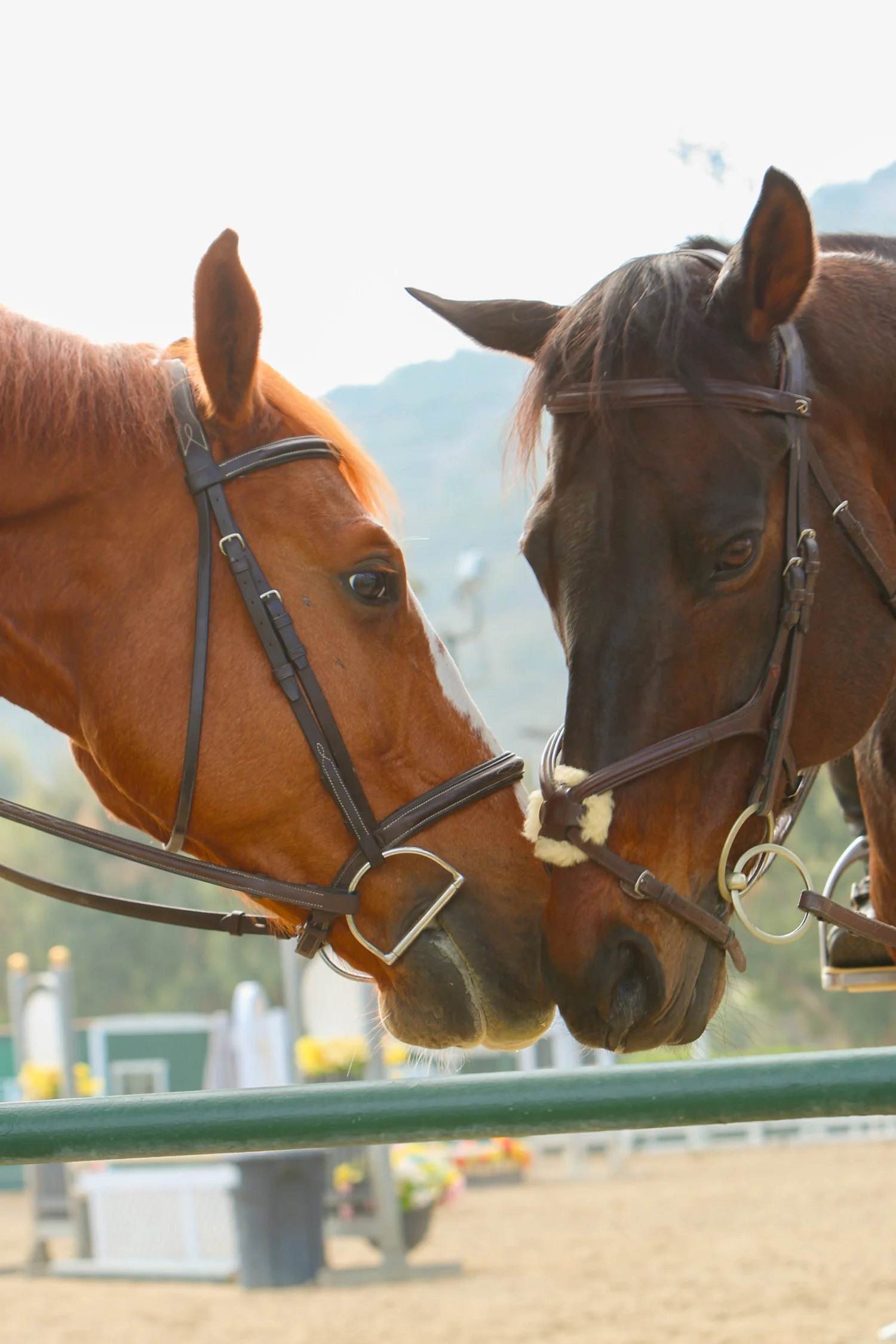 Port Elizabeth Riding Club THE PADDOCK RIDING CLUB | Discover Equestrian Excellence – Join Us Today