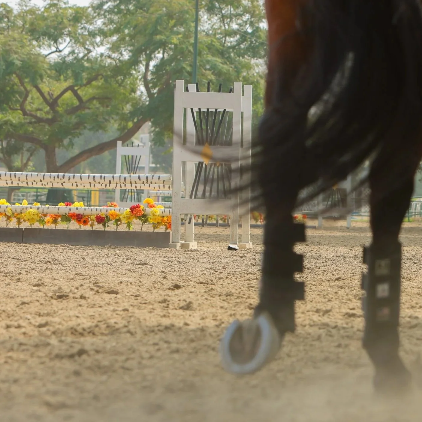 A close-up of a horse's legs and hooves in the foreground, with some jumping obstacle rails and a row of colorful flowers in the background at an equestrian arena.