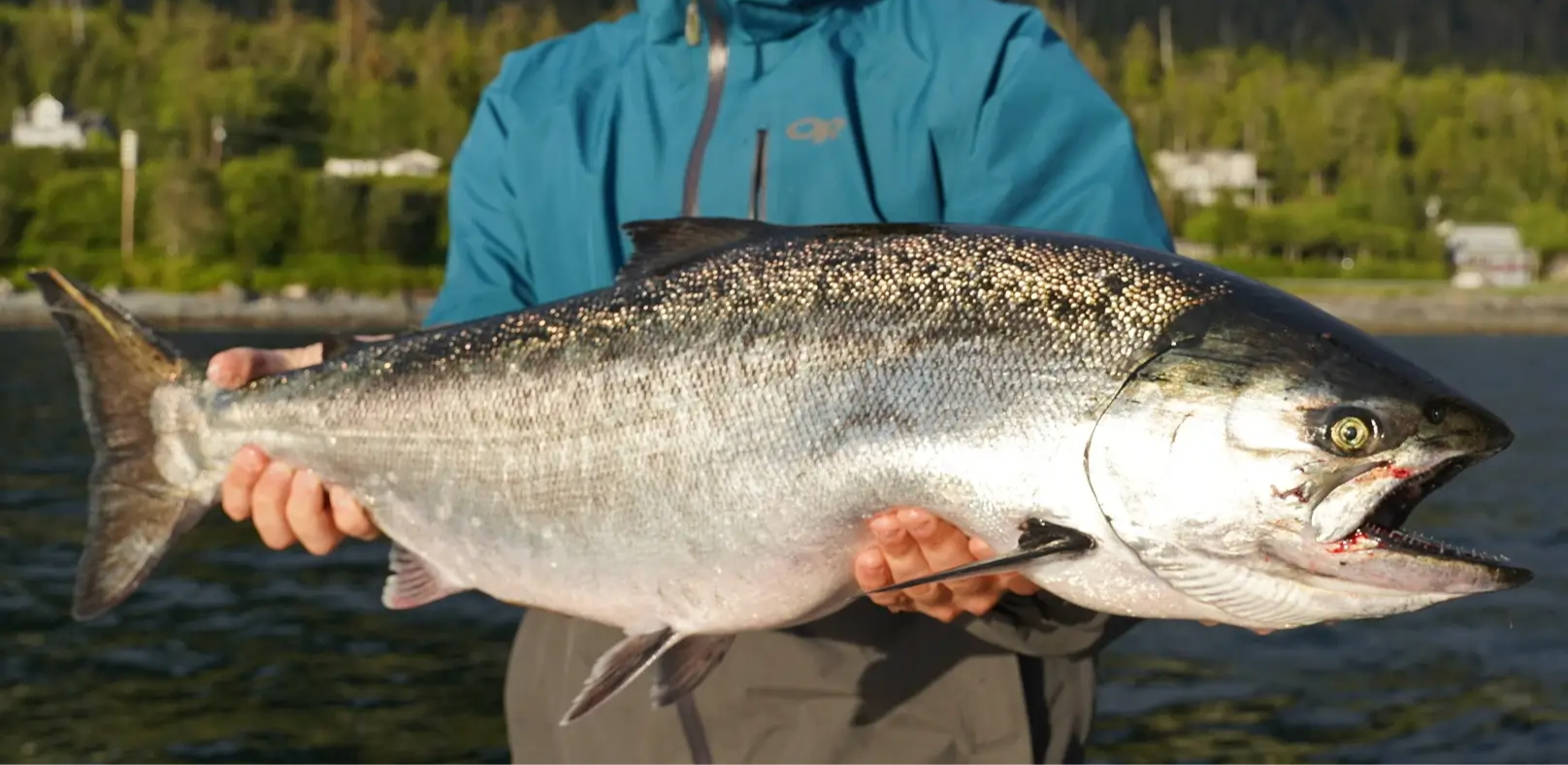 King Salmon caught in Sitka Alaska