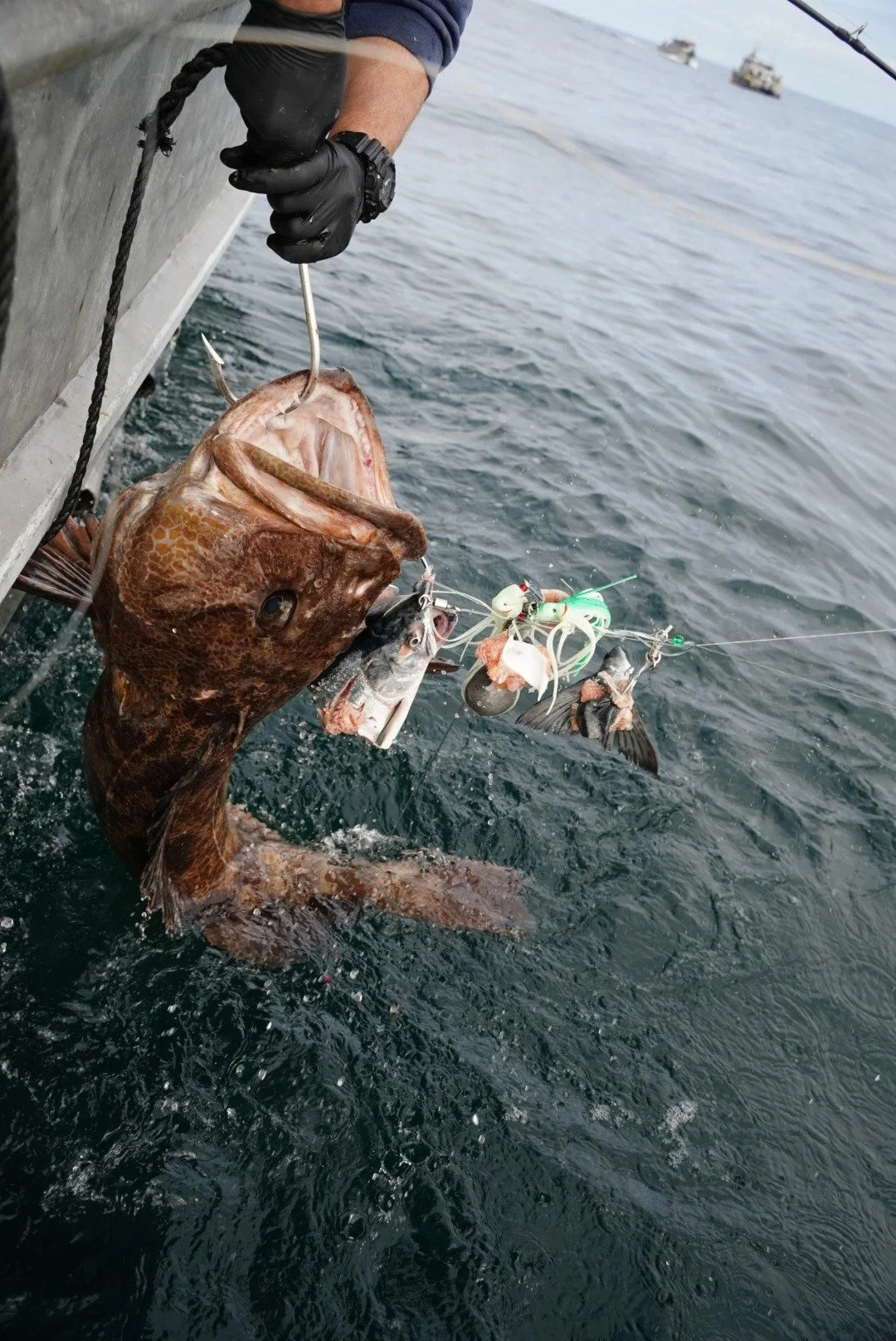 Lingcod being lifted out of the water from a charter.