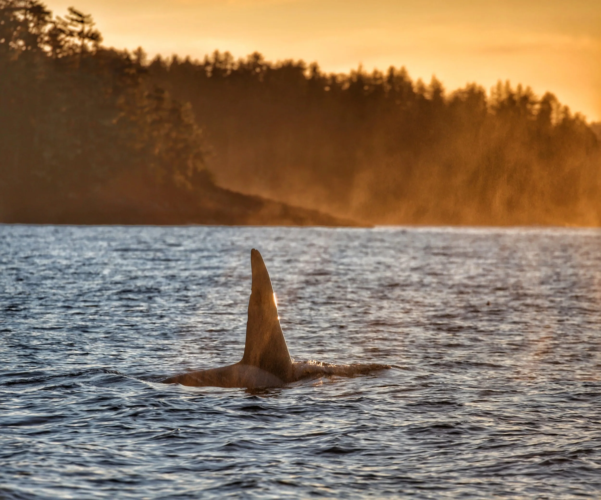 Killer whale with sunset in Sitka.