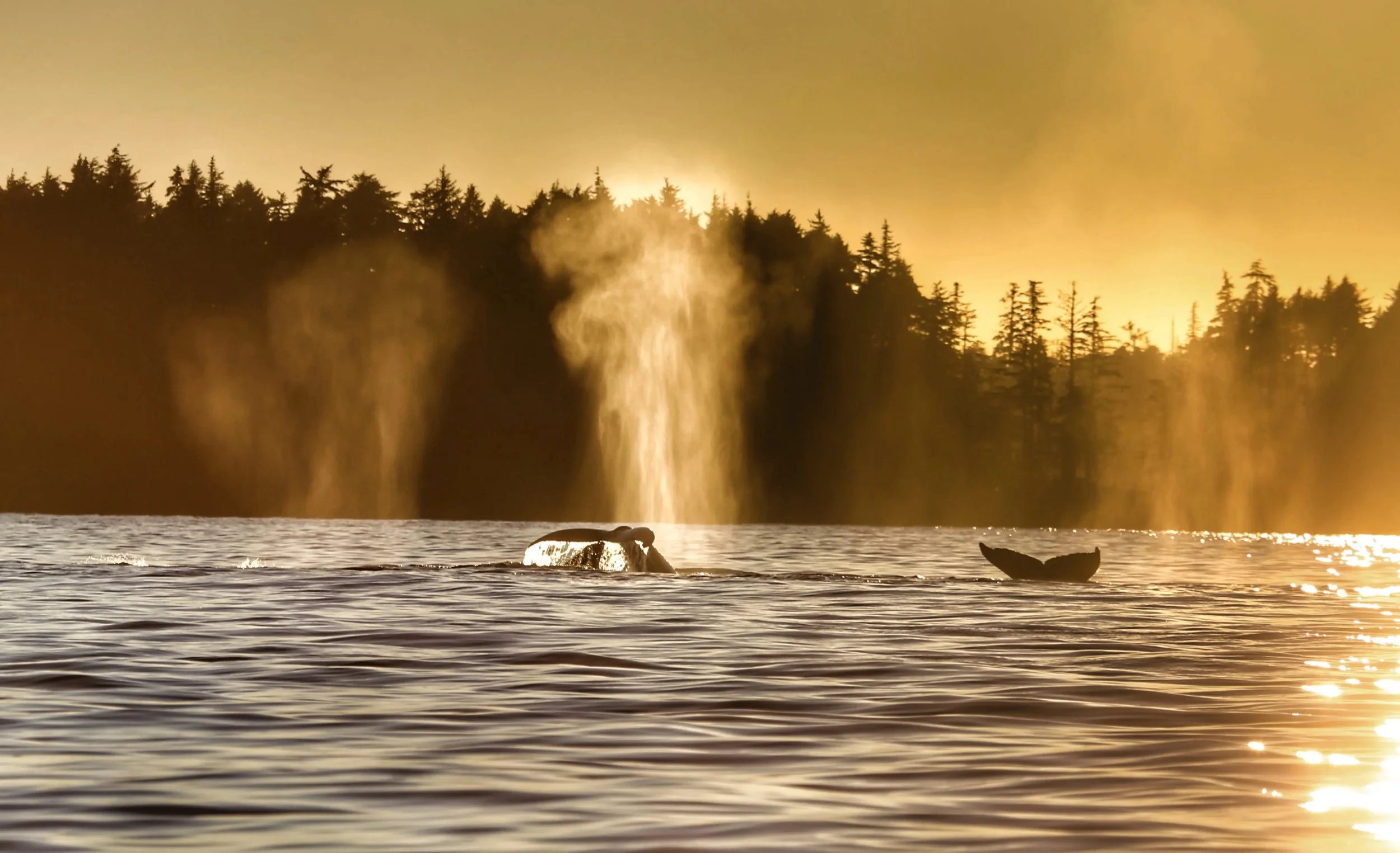 Silhouette of a whale's tail and blowhole spray at sunset with a forested shoreline in the background.