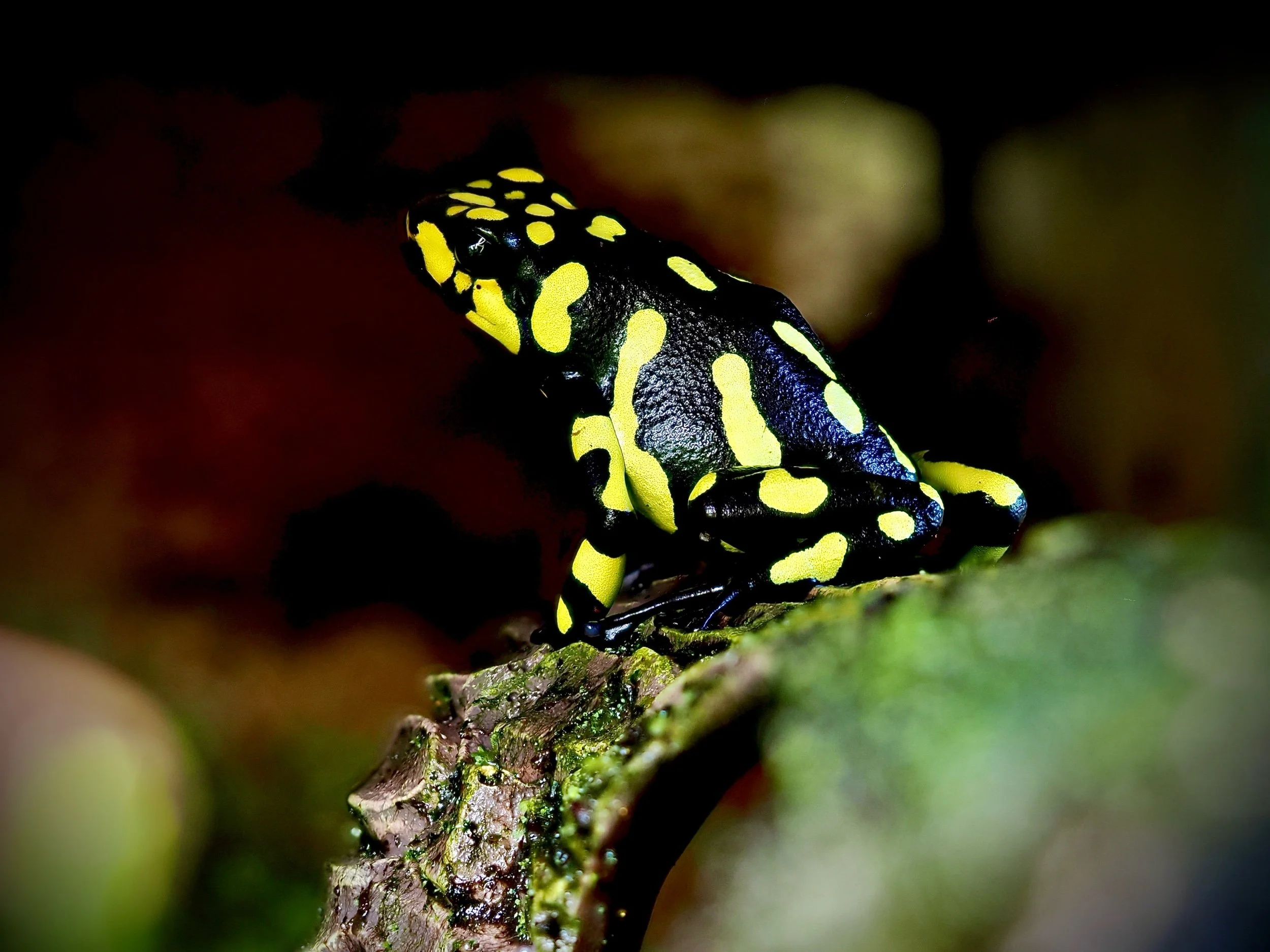 ANCHICAYENSIS ANCHICAYA