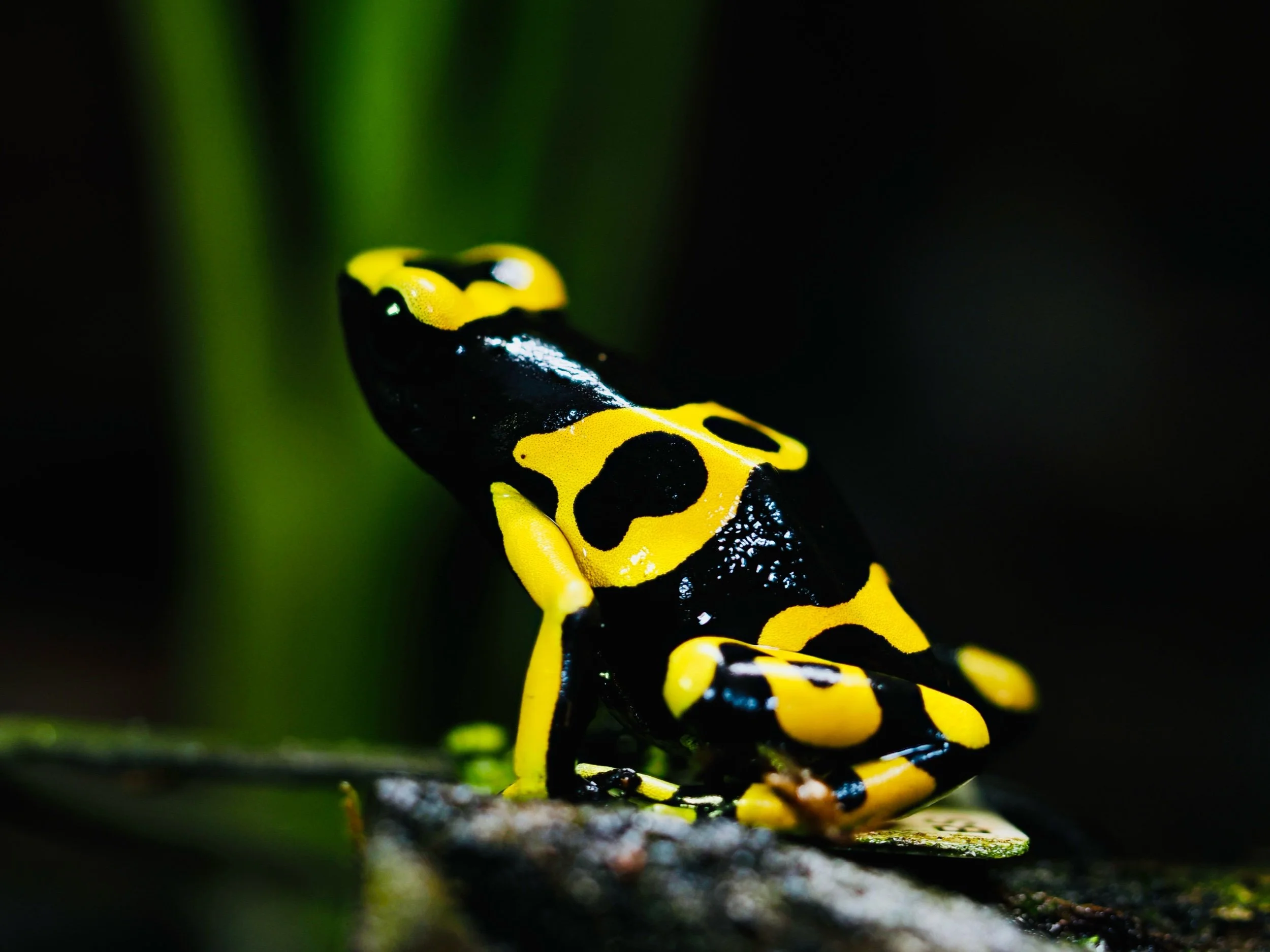 LEUCOMELAS STANDARD