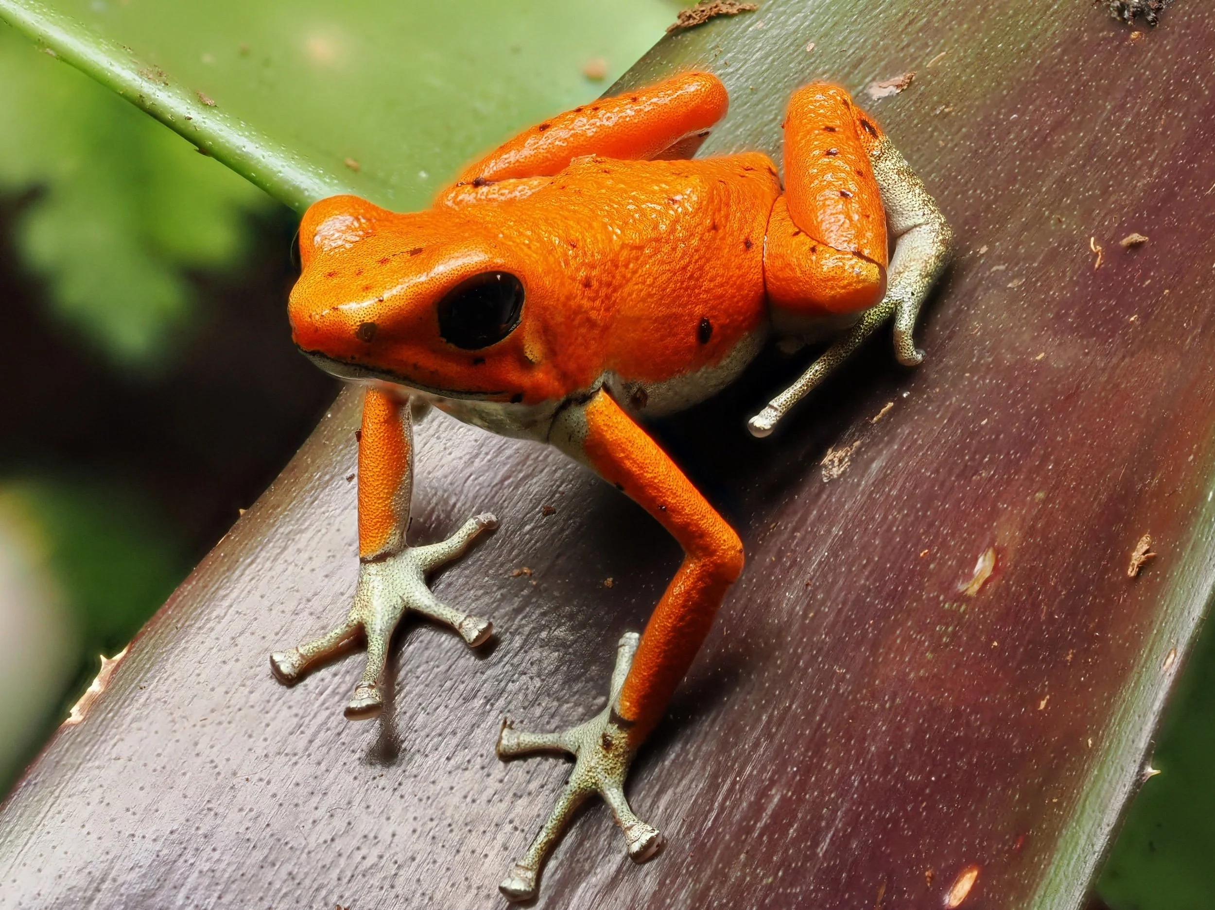 PUMILIO RED FROG BEACH