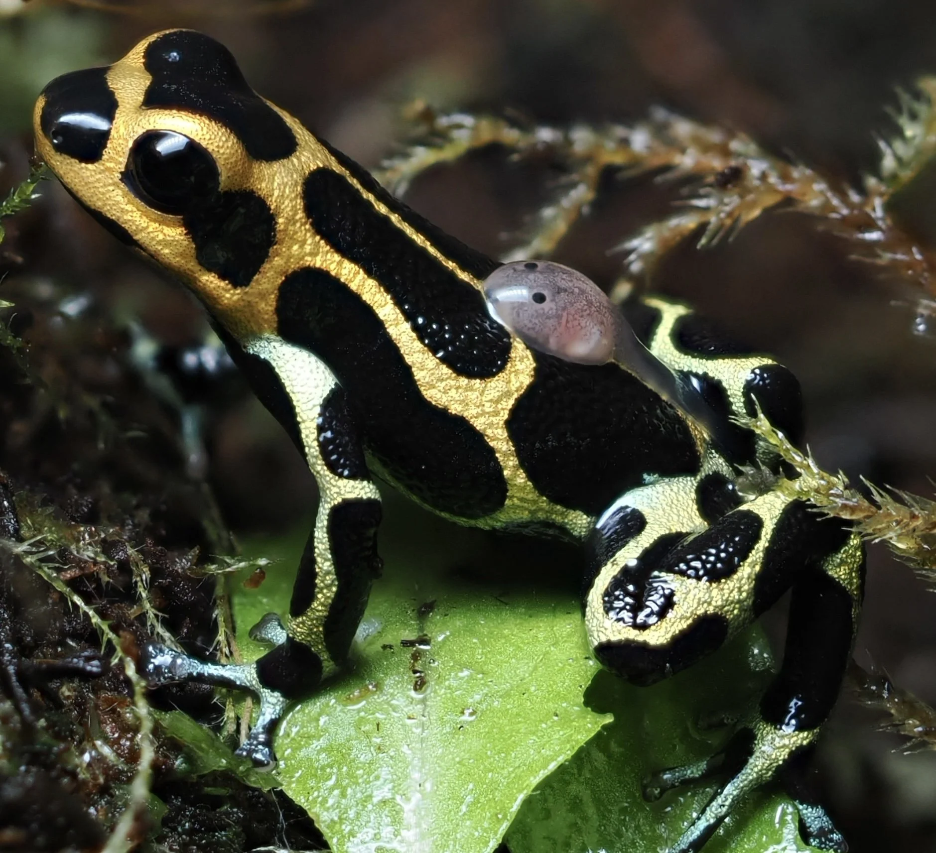RANITOMEYA IMITATOR INTERMEDIUS