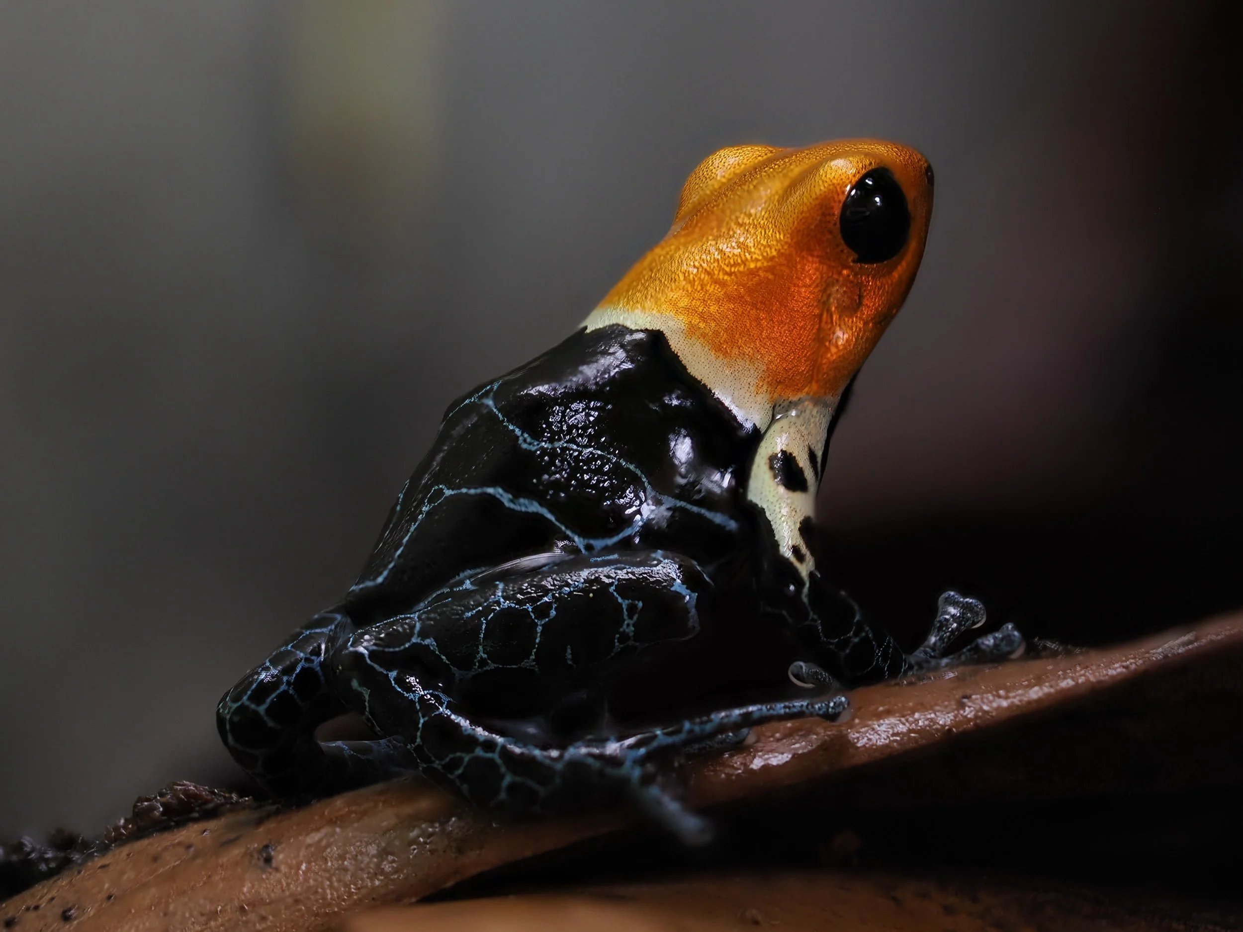 RANITOMEYA FANTASTICA NOMINAL