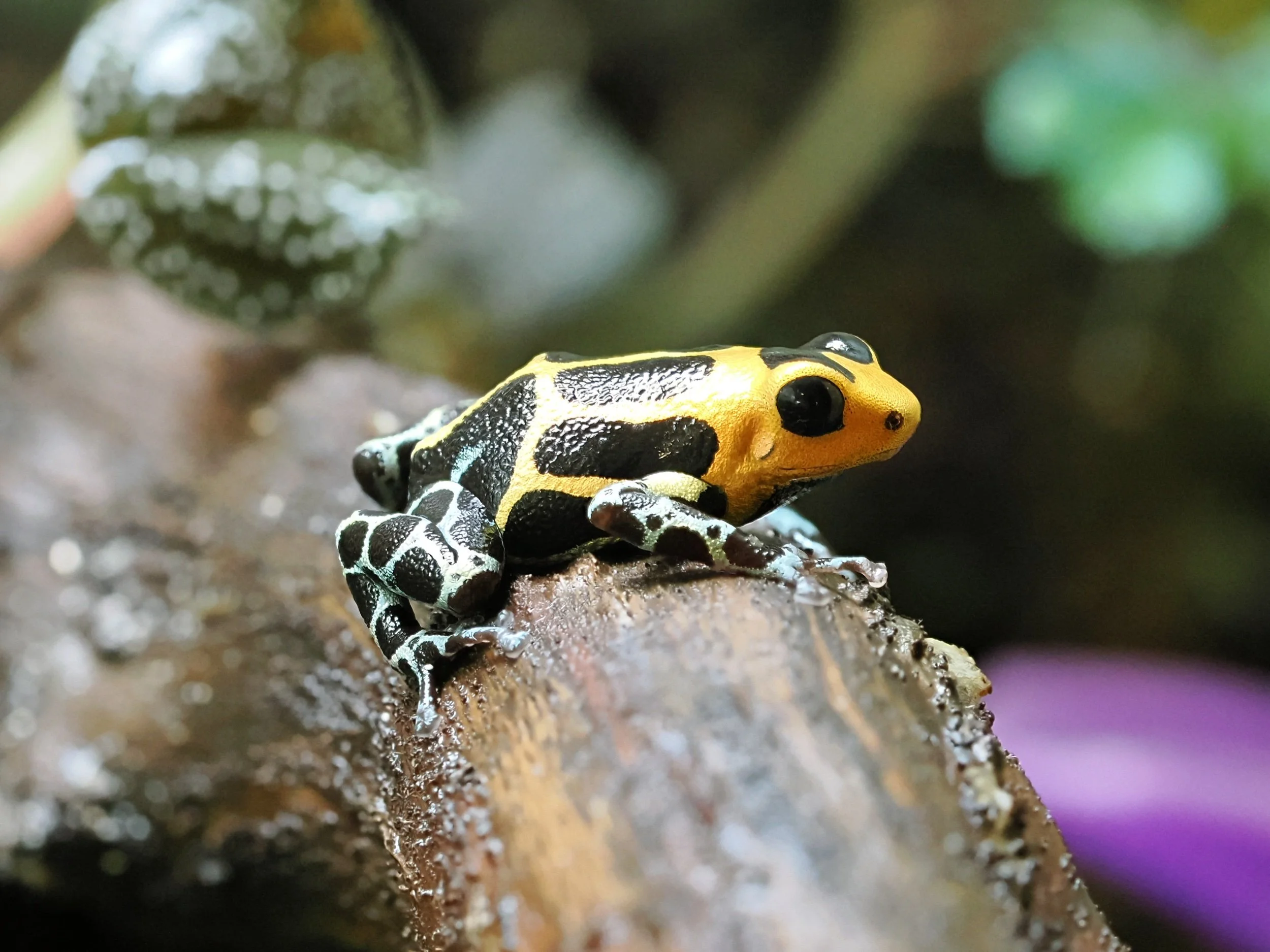 RANITOMEYA IMITATOR CHAZUTA