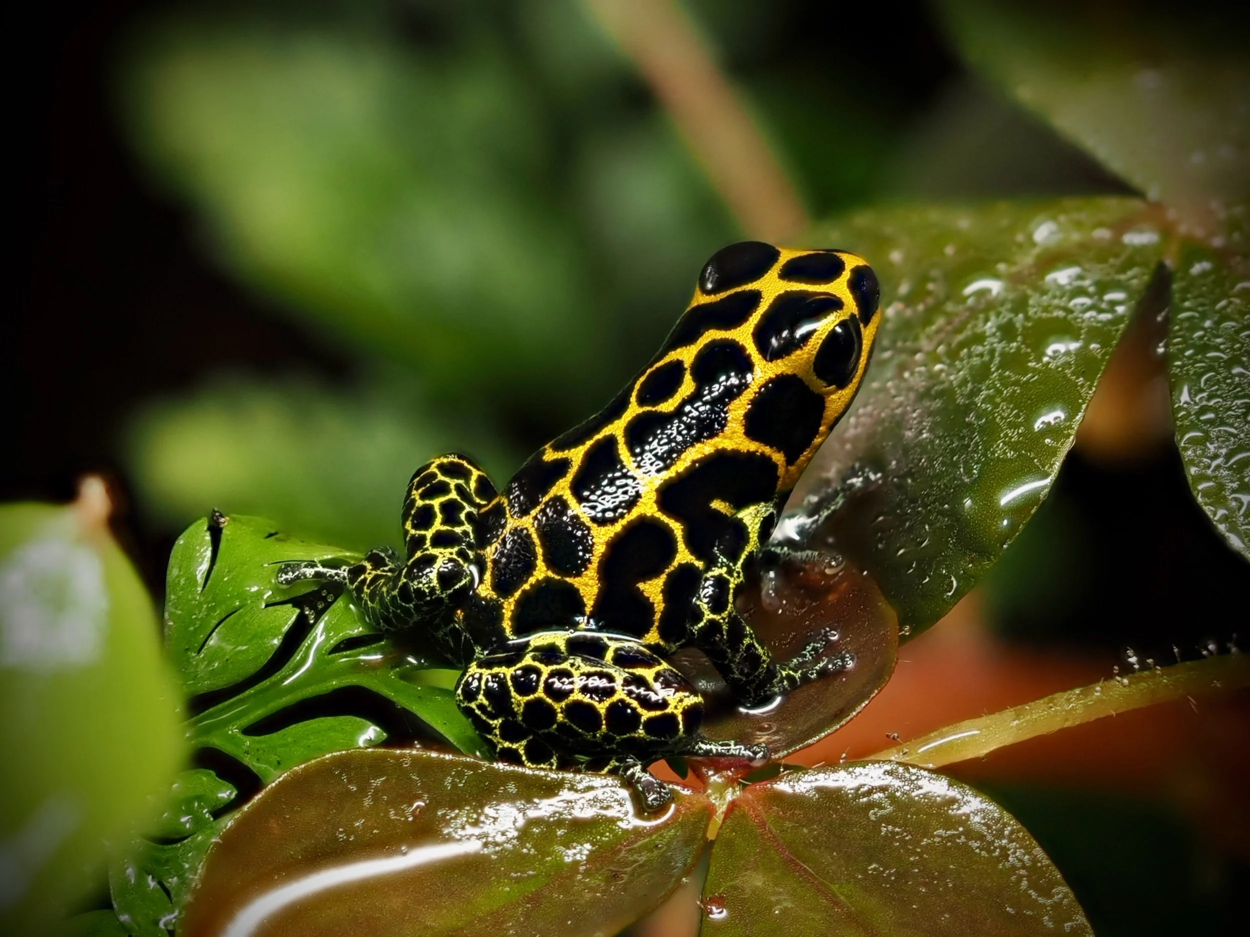 RANITOMEYA IMITATOR TARAPOTO