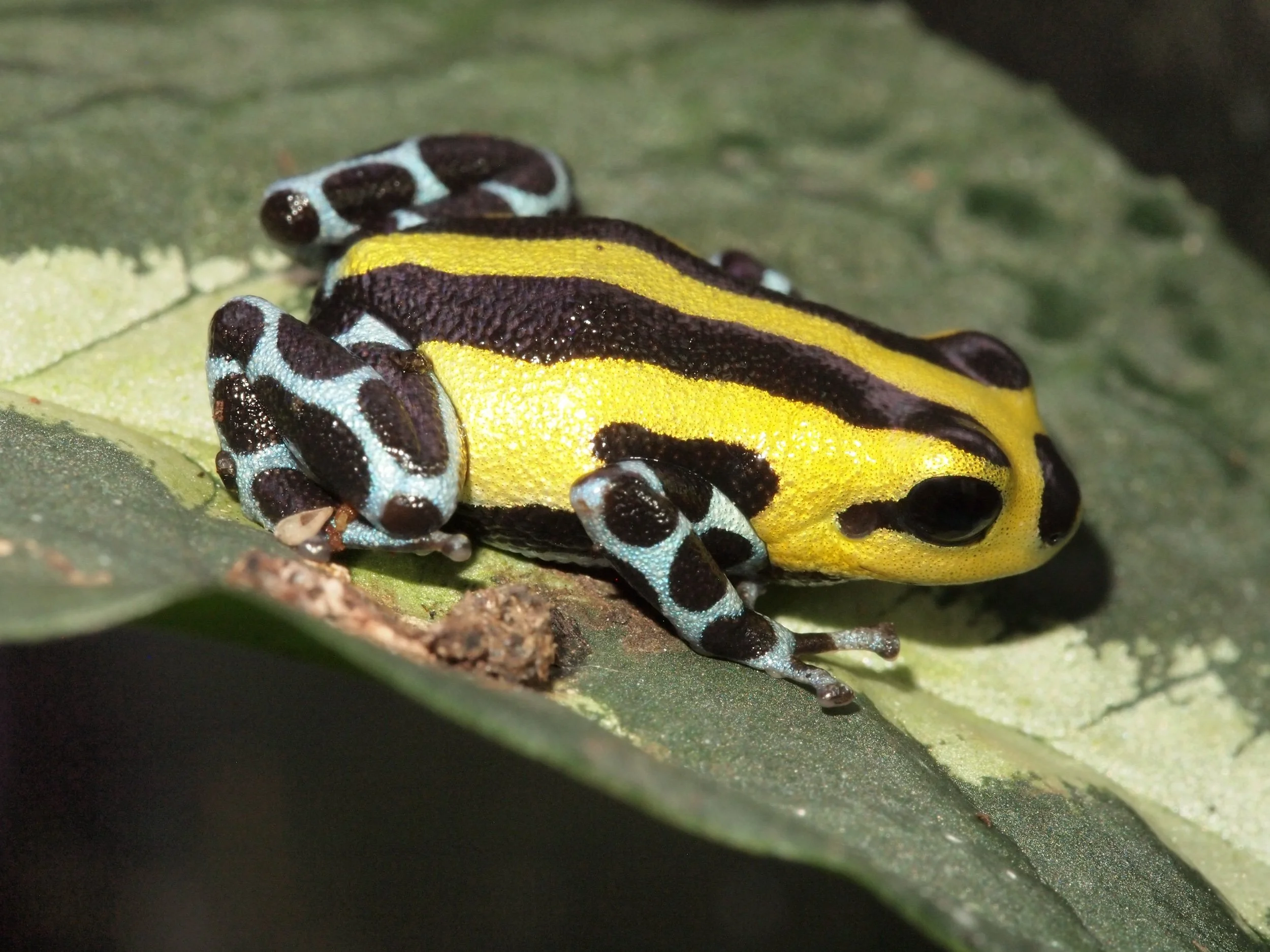 RANITOMEYA SIRENSIS HIGHLAND