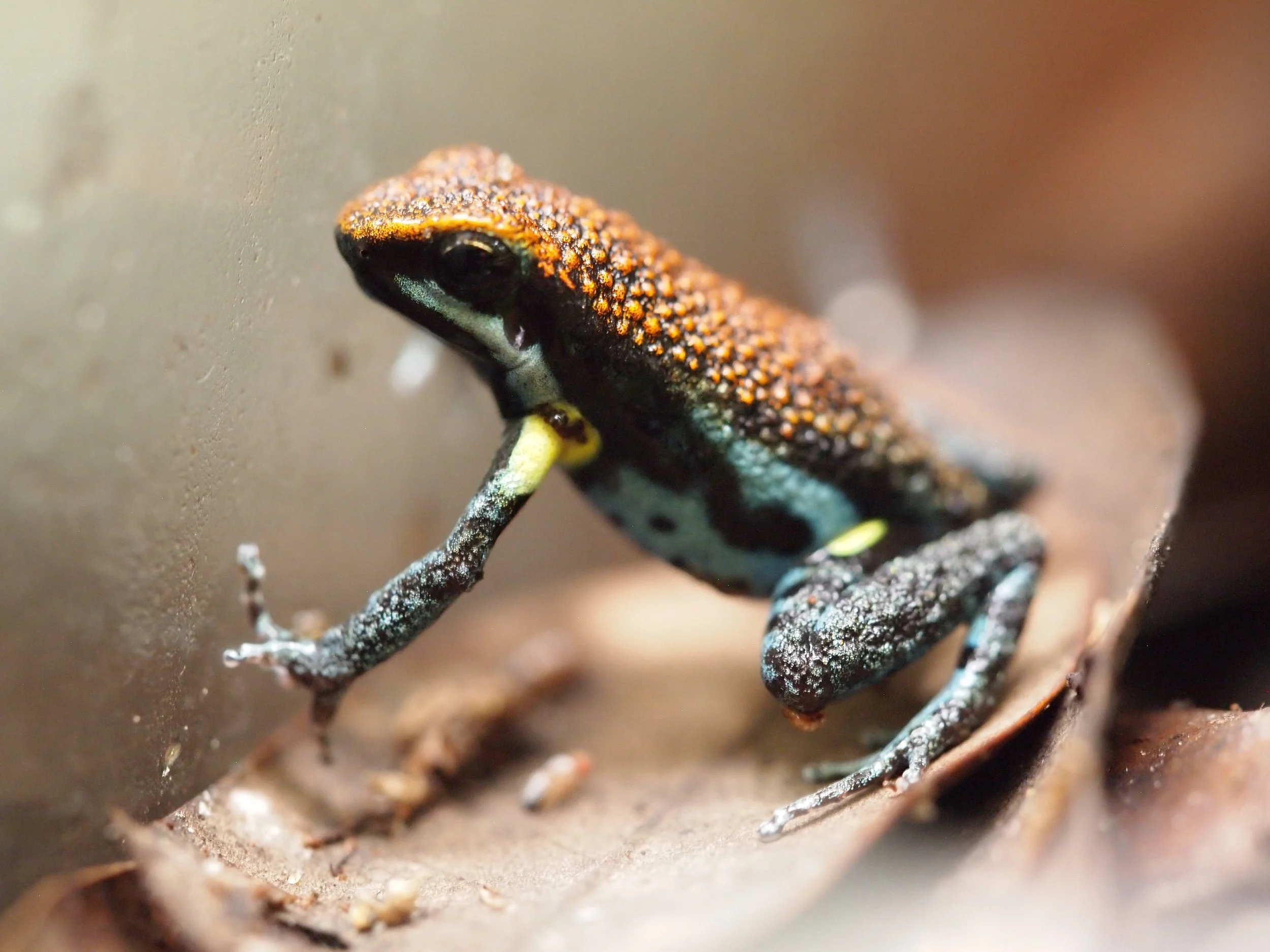 AMEEREGA  BILINGUIS