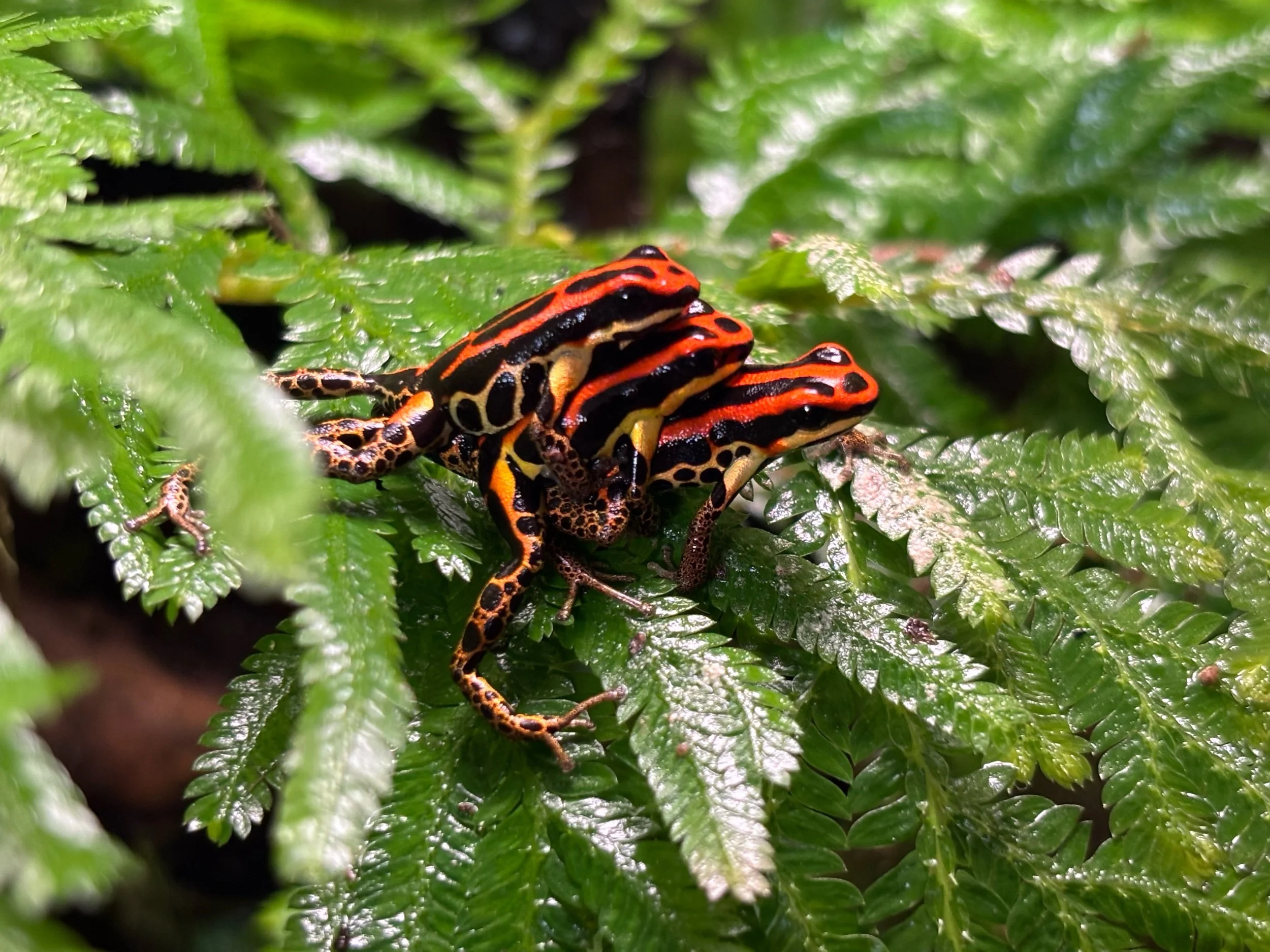 RANITOMEYA UAKARII 