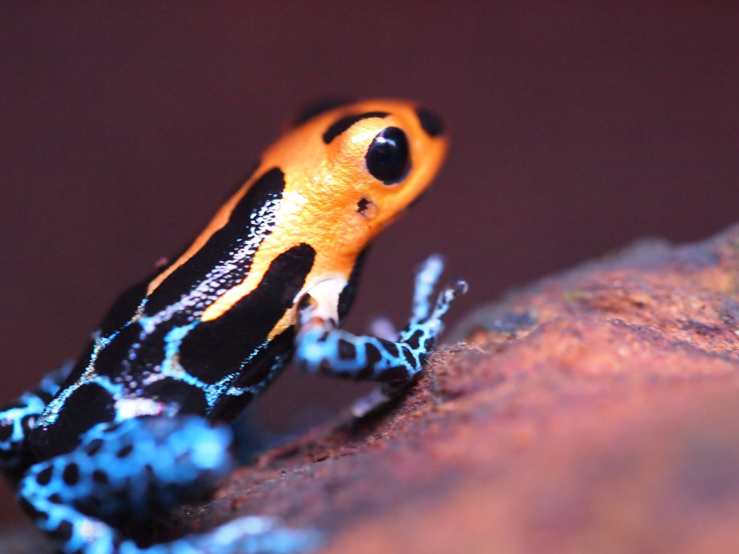RANITOMEYA IMITATOR VARADERO