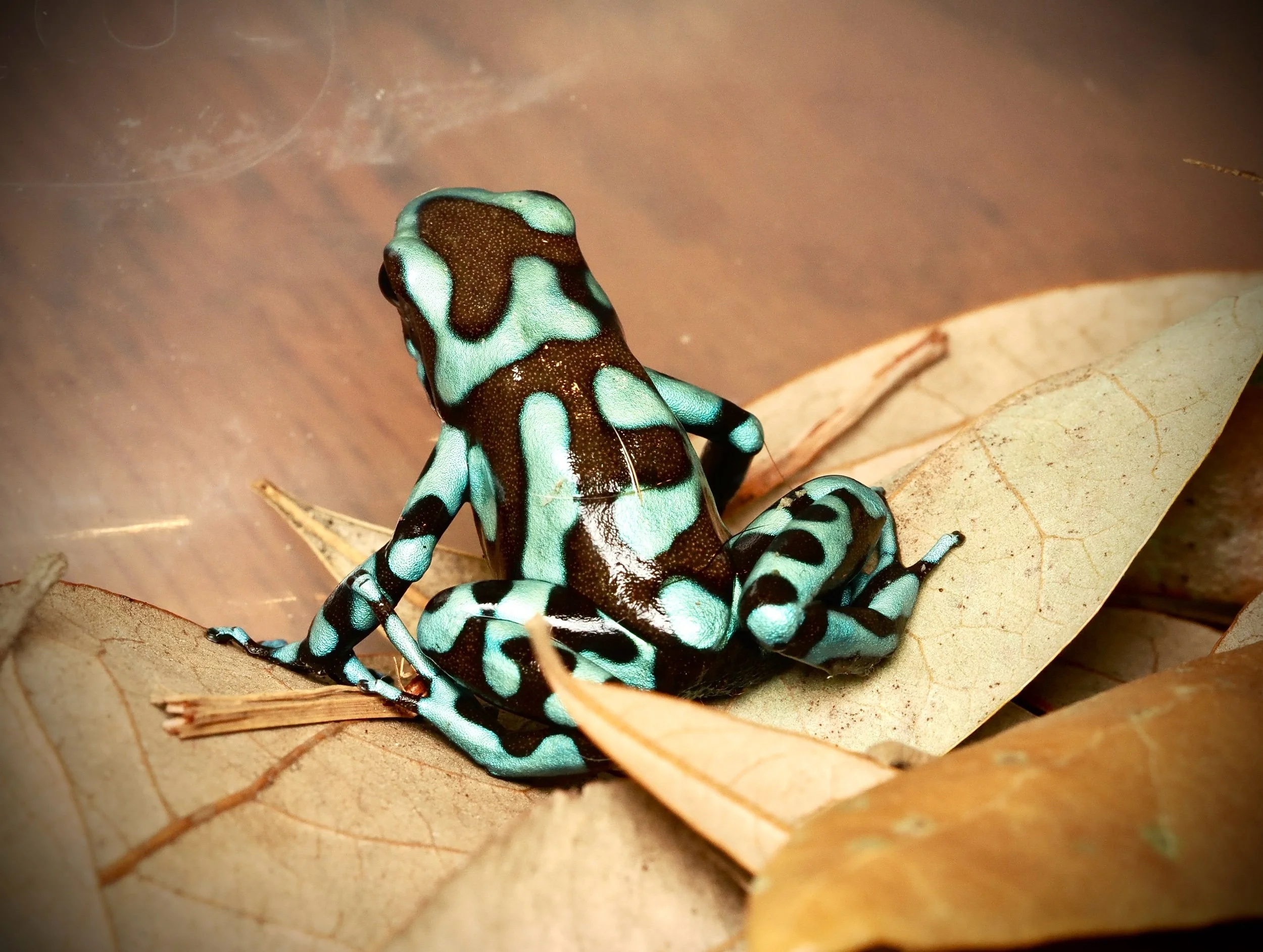AURATUS BLUE & BRONZE