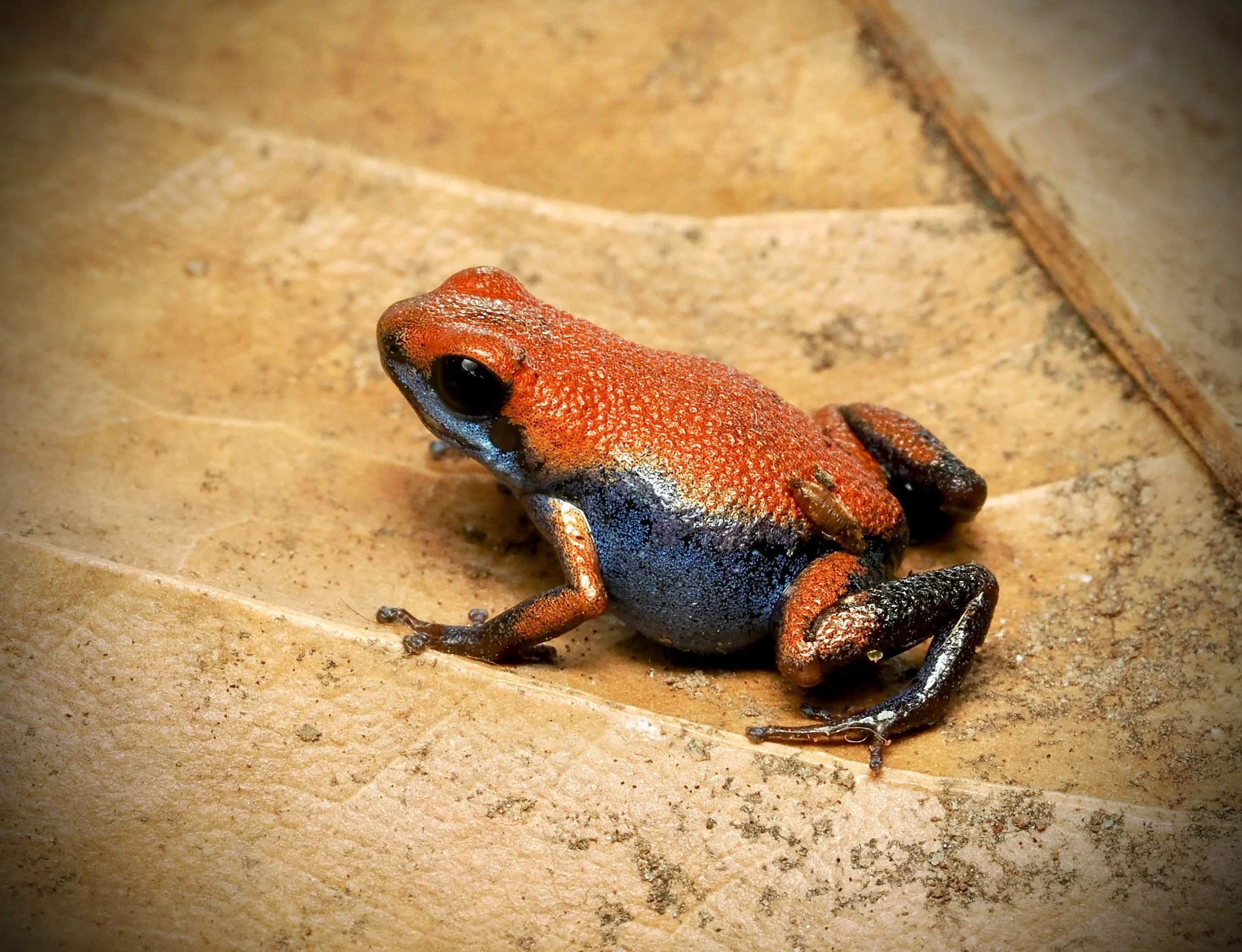 PUMILIO ESCUDO
