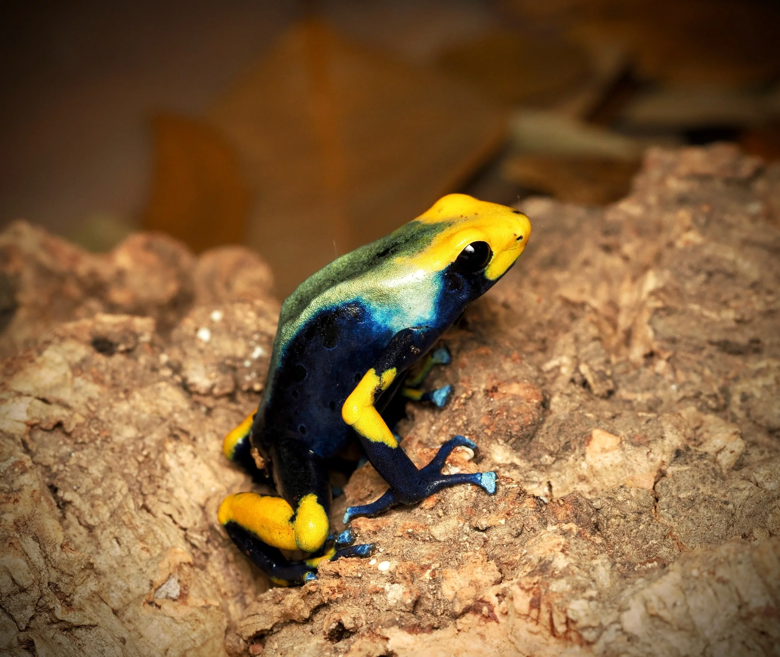 TINCTORIUS TUMUCUMAQUE