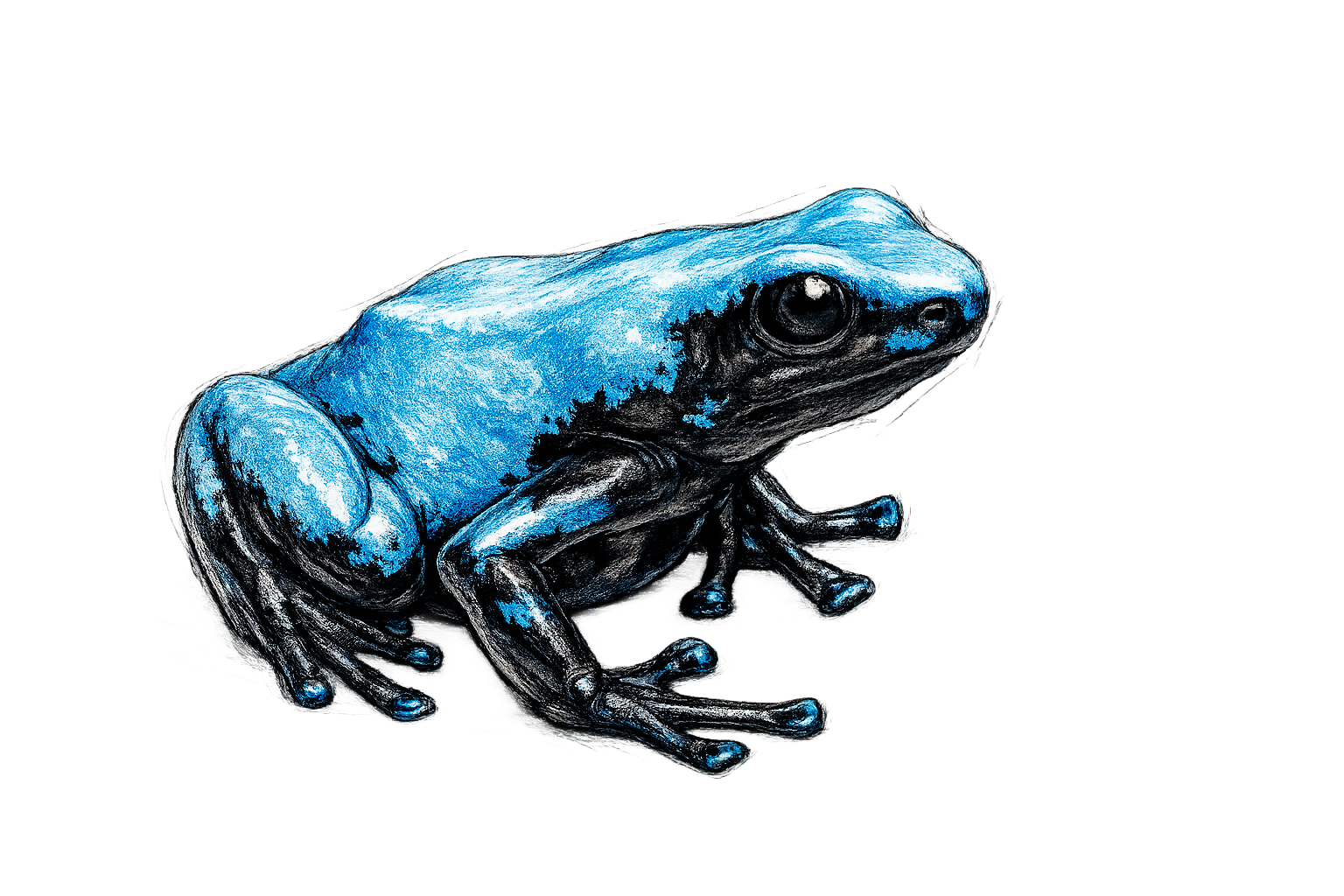 ADELPHOBATES GALACTONOTUS
