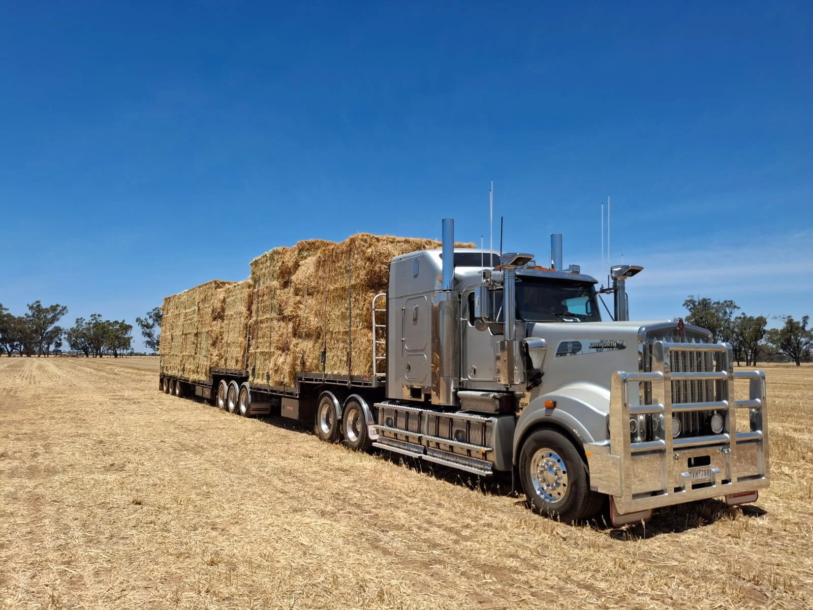 Silver semi-truck carrying large hay bales in an open field with clear blue sky and scattered trees.