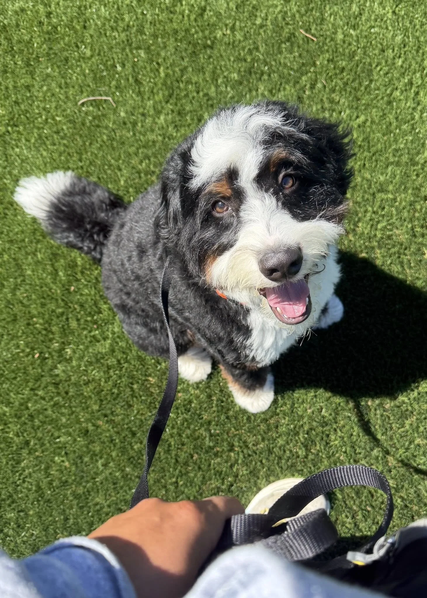 A person holding a black leash attached to a dog, sitting on a lush green grass field, looking up with its tongue slightly out.