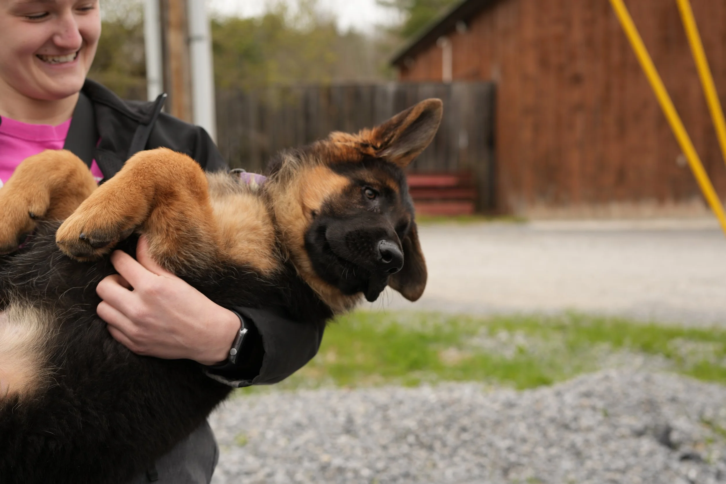 Person holding a sleeping German Shepherd puppy outdoors.