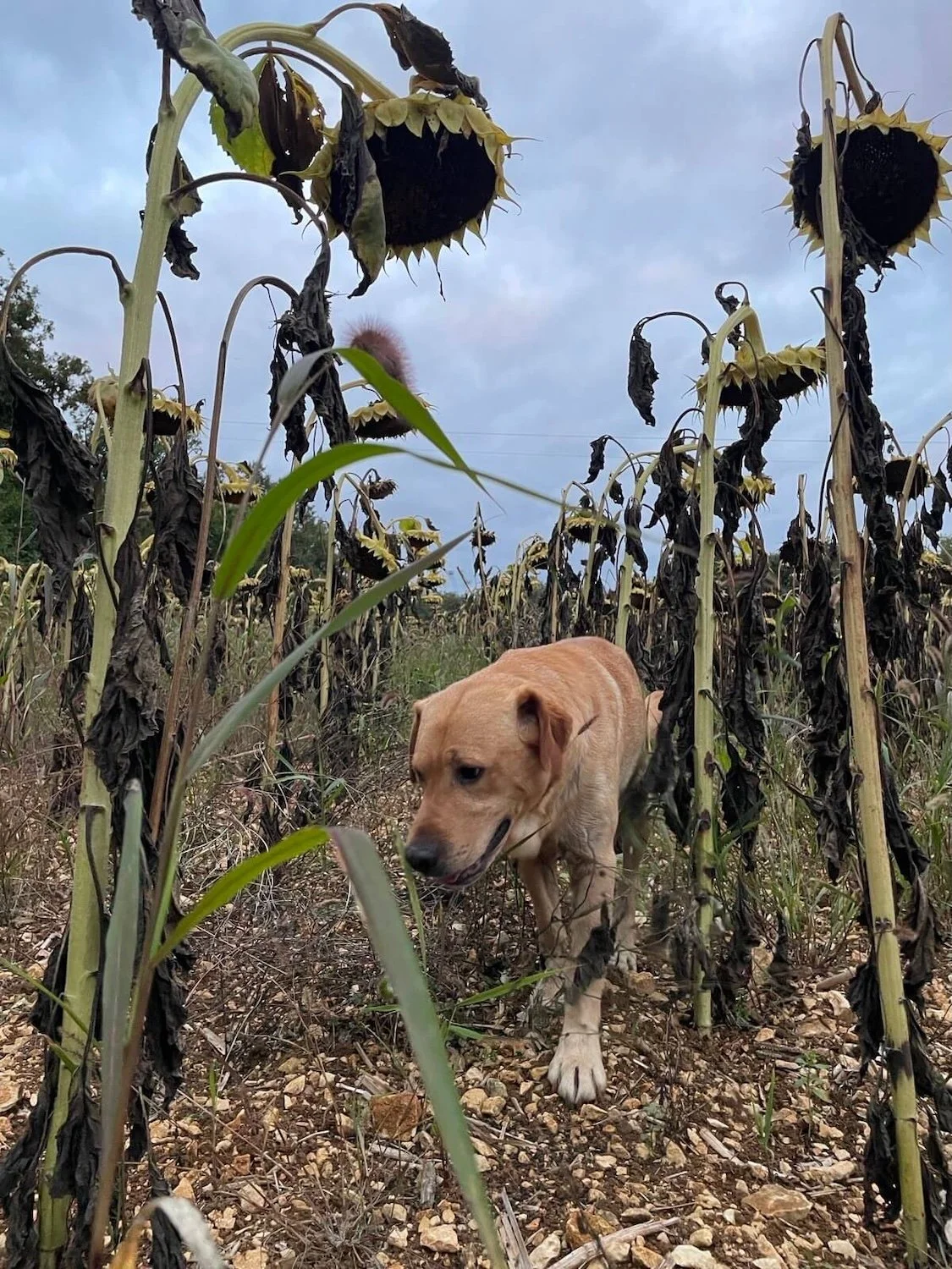 Around and About Maison Les Buis - 2.jpeg