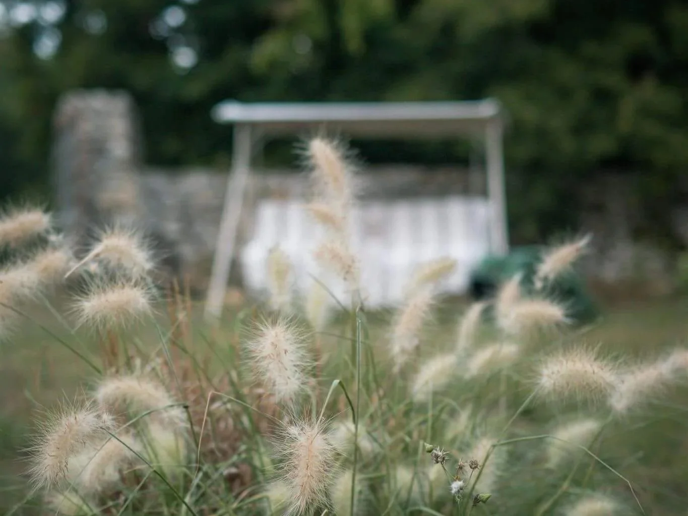 Close-up of fluffy grass or weeds in the foreground with a blurred white garden shed and trees in the background.
