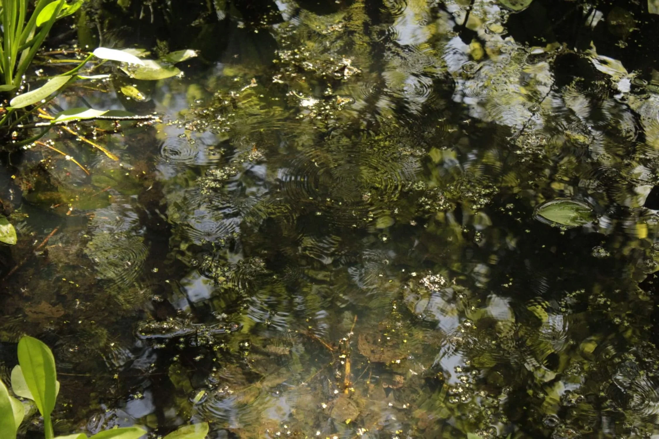 A water body with fallen leaves, with dappled reflections of a blue sky making patterns on the waters surface