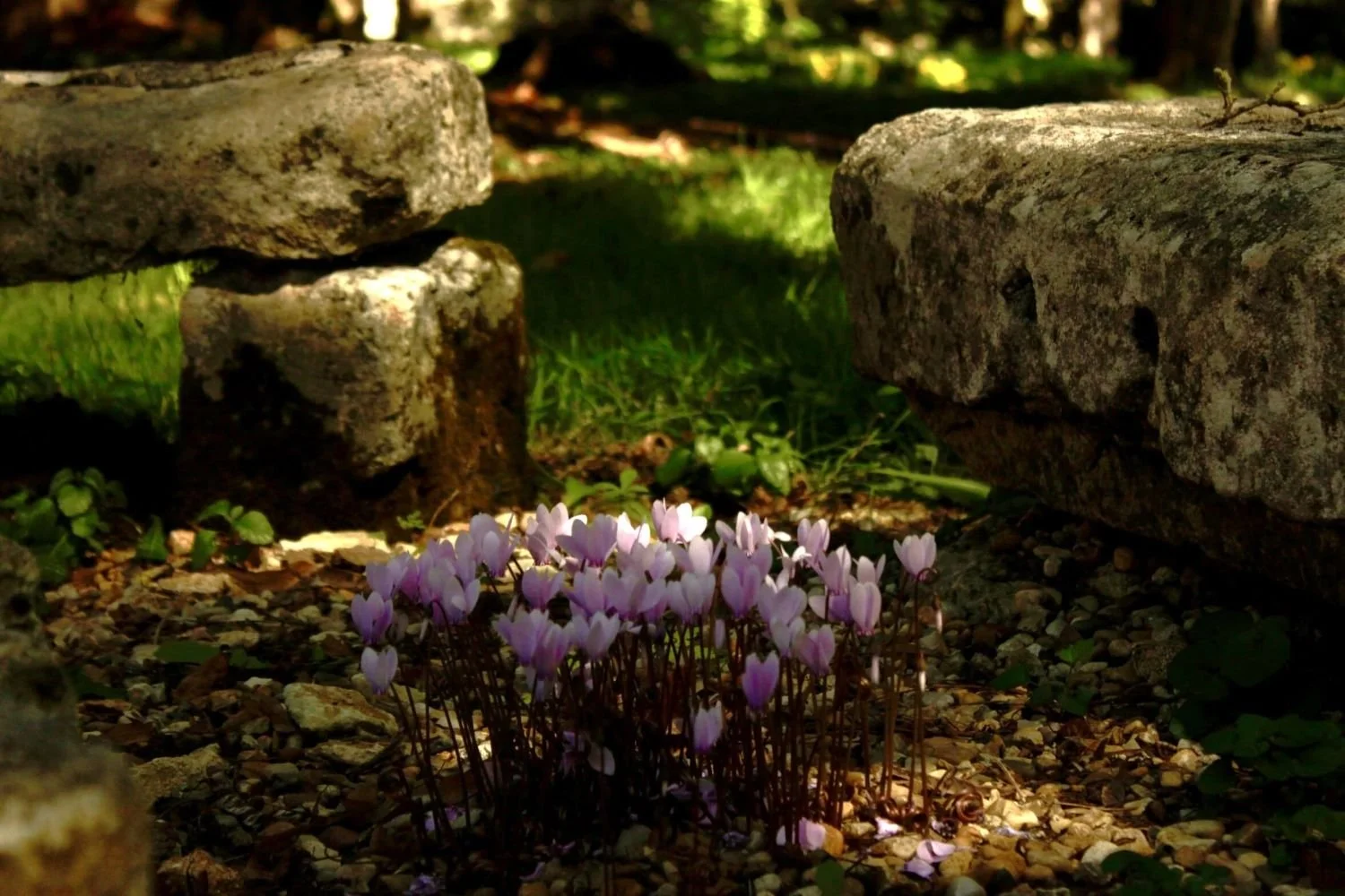 A cluster of cyclamen flowers growing amongst large stones with a sunny shadows on the grass in the background. lling