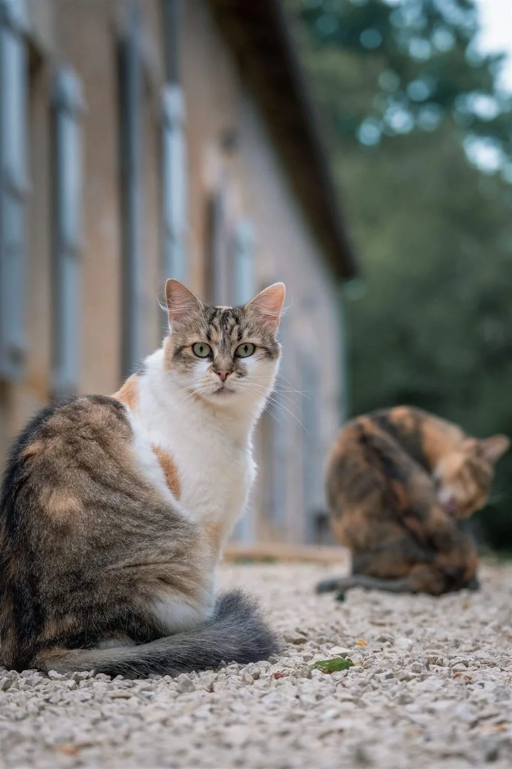 Maison Les Buis, Charente, France 10.jpeg