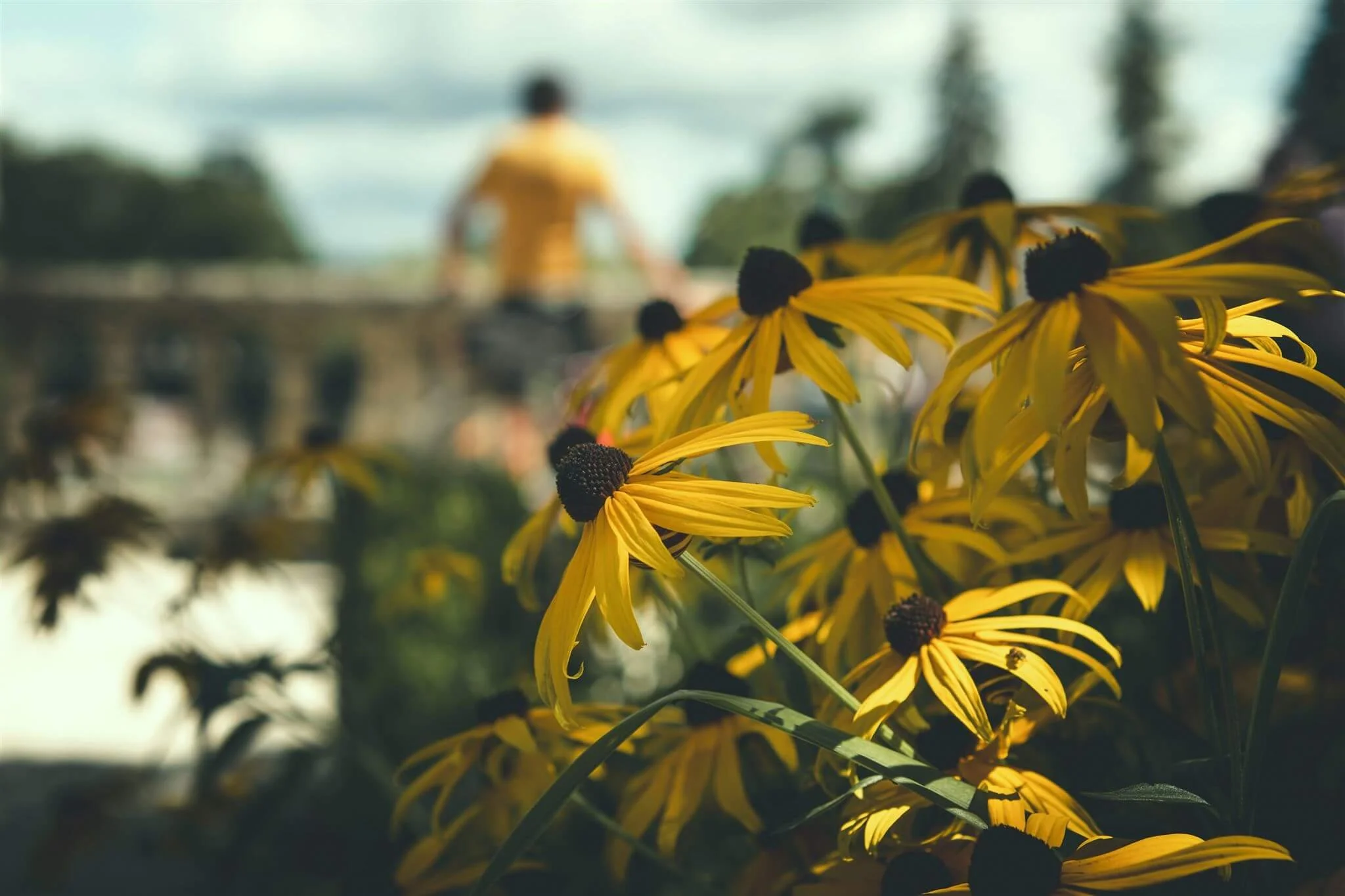 Yellow flowers with brown centers in foreground, blurred person in yellow shirt and bridge in background.