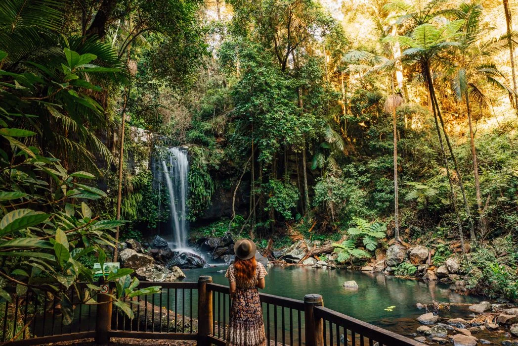 Curtis Falls Tamborine Mountain accommodation, where lush walking tracks and waterfalls offer an easy escape into nature just moments from Gallery Walk Chalets.