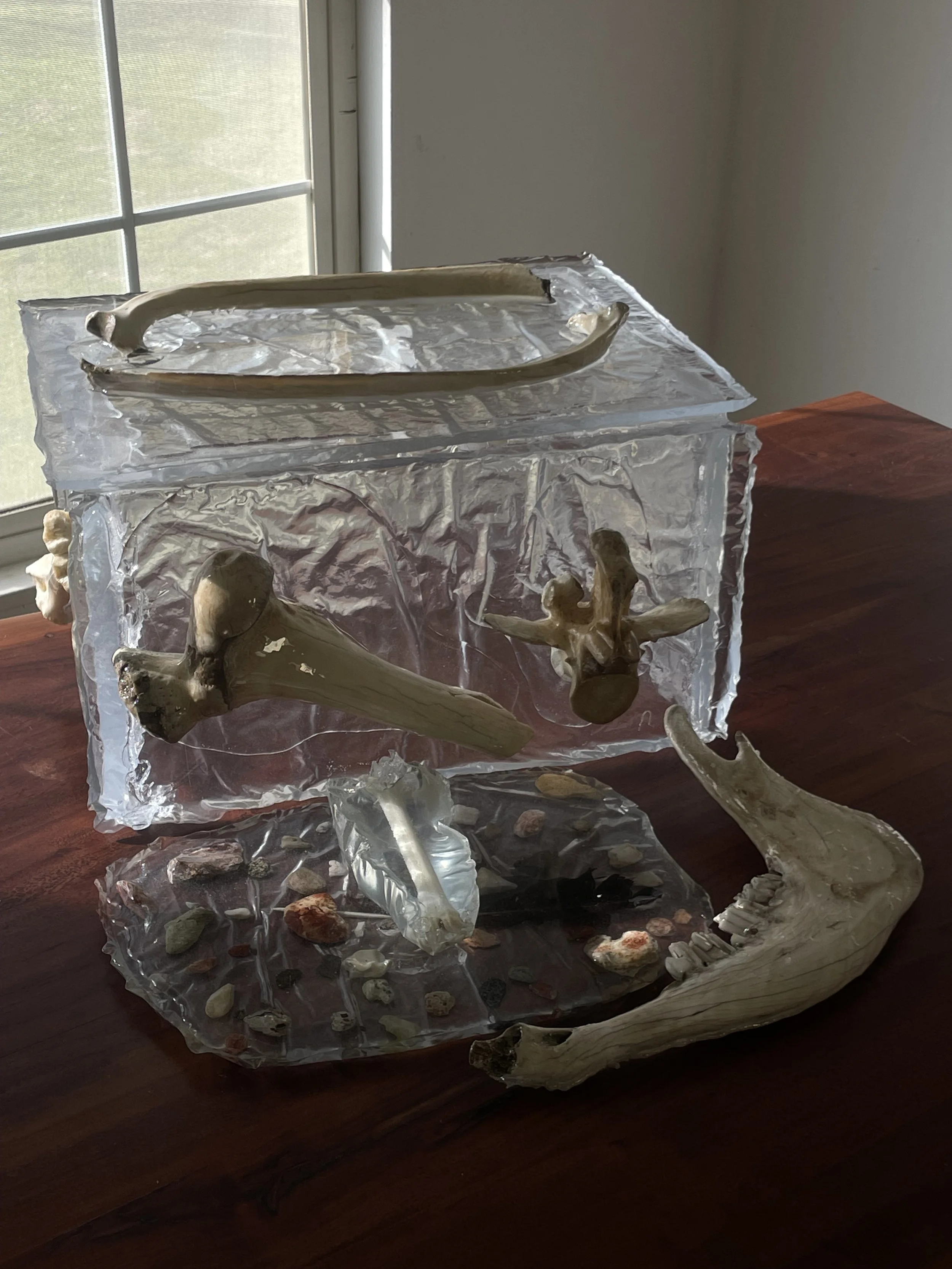 A transparent resin display with animal bones, including a jaw with teeth and various skull fragments, set on a wooden table near a window.