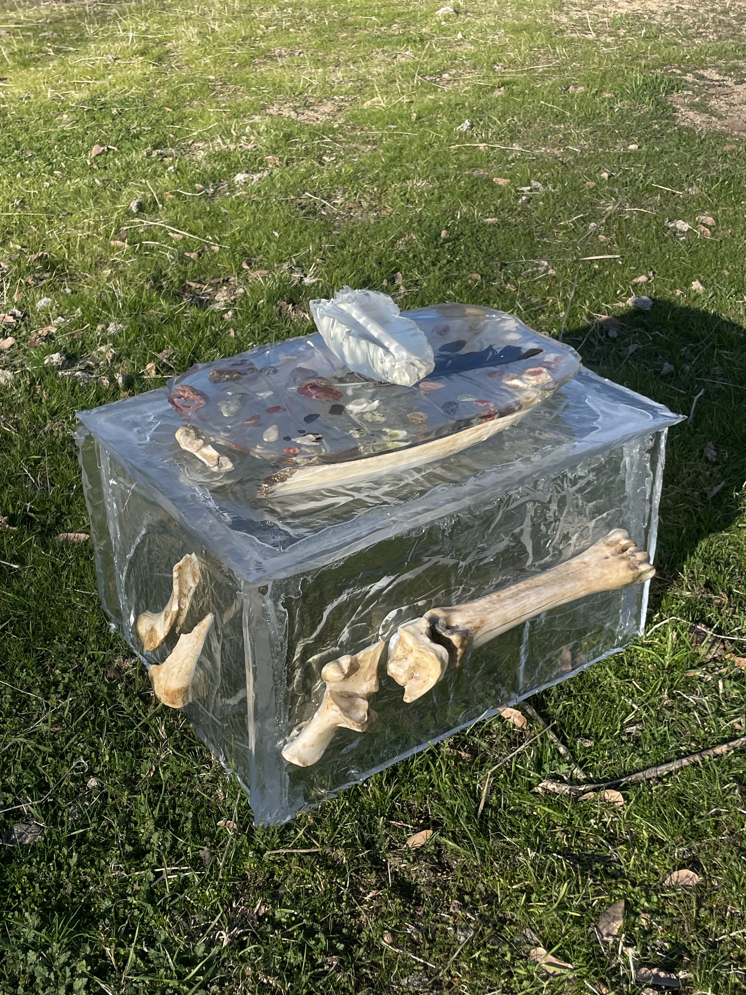A transparent resin box with animal bones and some rocks inside, placed on grass outdoors.