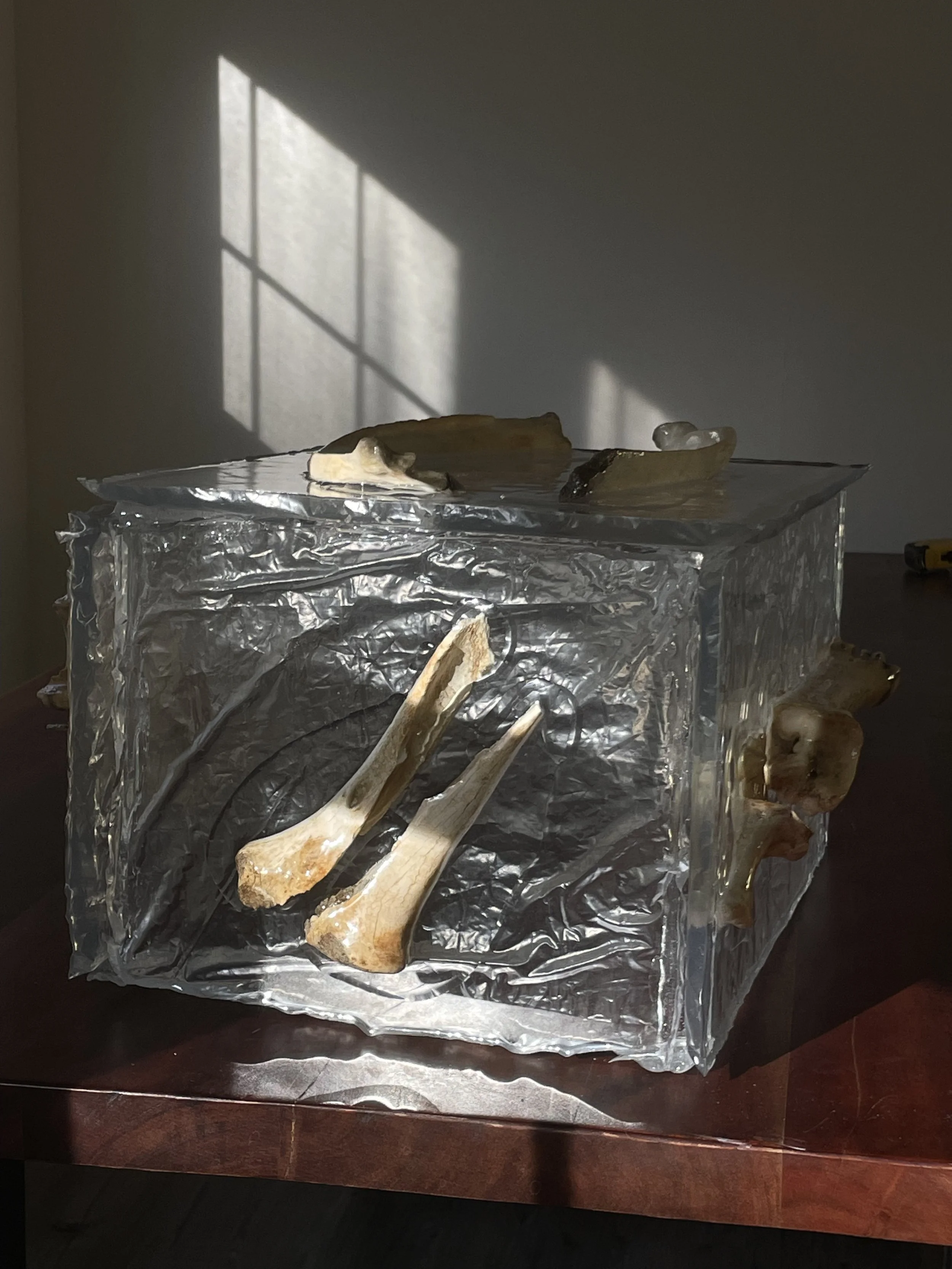 Animal bones inside a clear resin box on a wooden surface, with sunlight casting shadow patterns through a window.