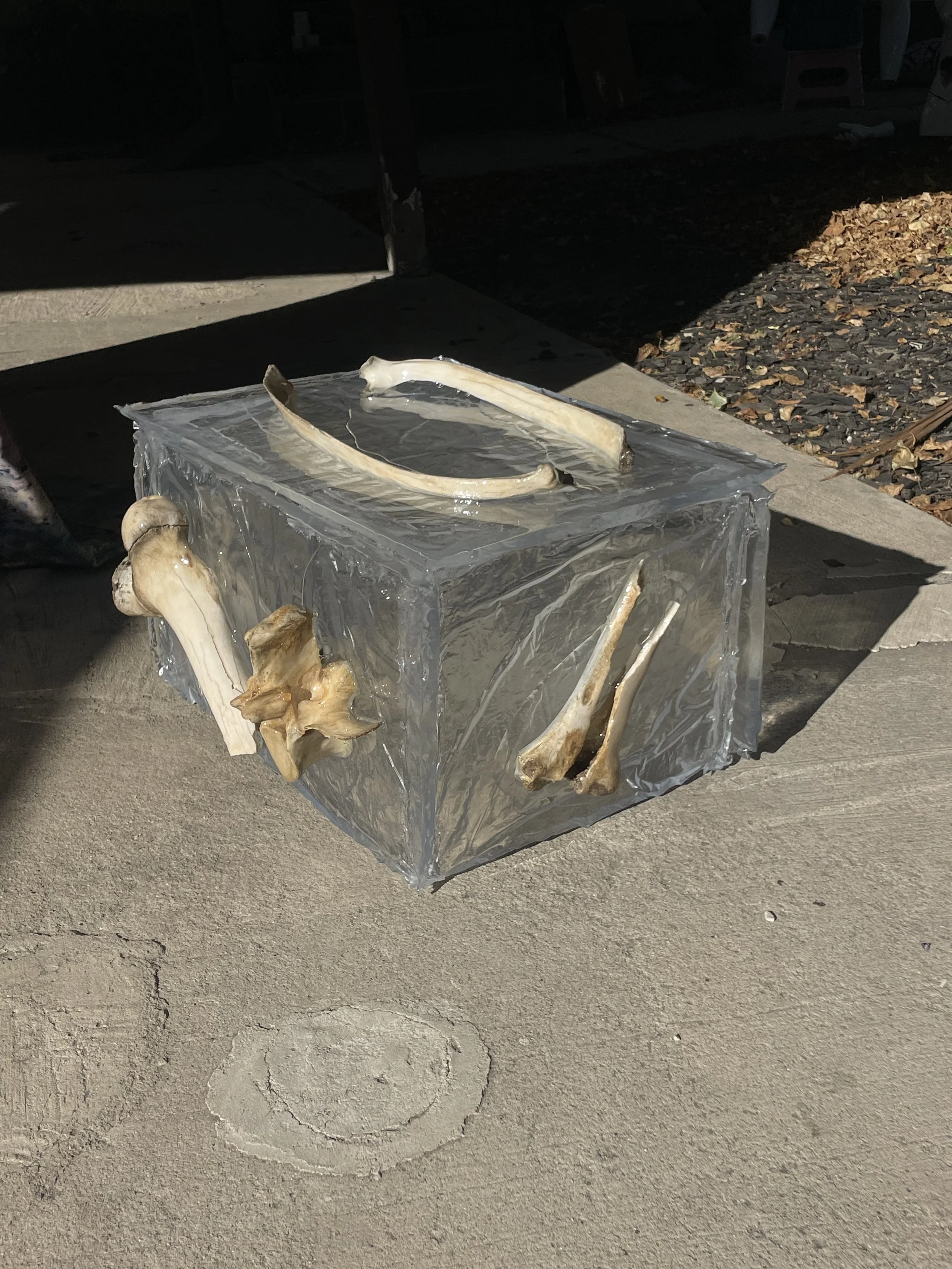 A transparent resin box with animal bones attached to its sides and top, sitting on a concrete surface.