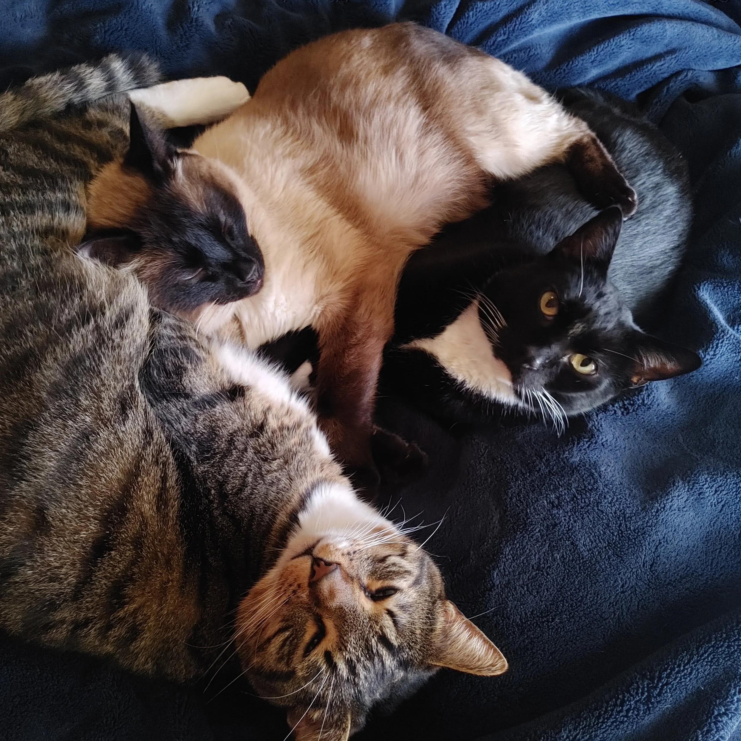 Three cats: a Siamese, a Tabby, and a Tuxedo cat snuggling together