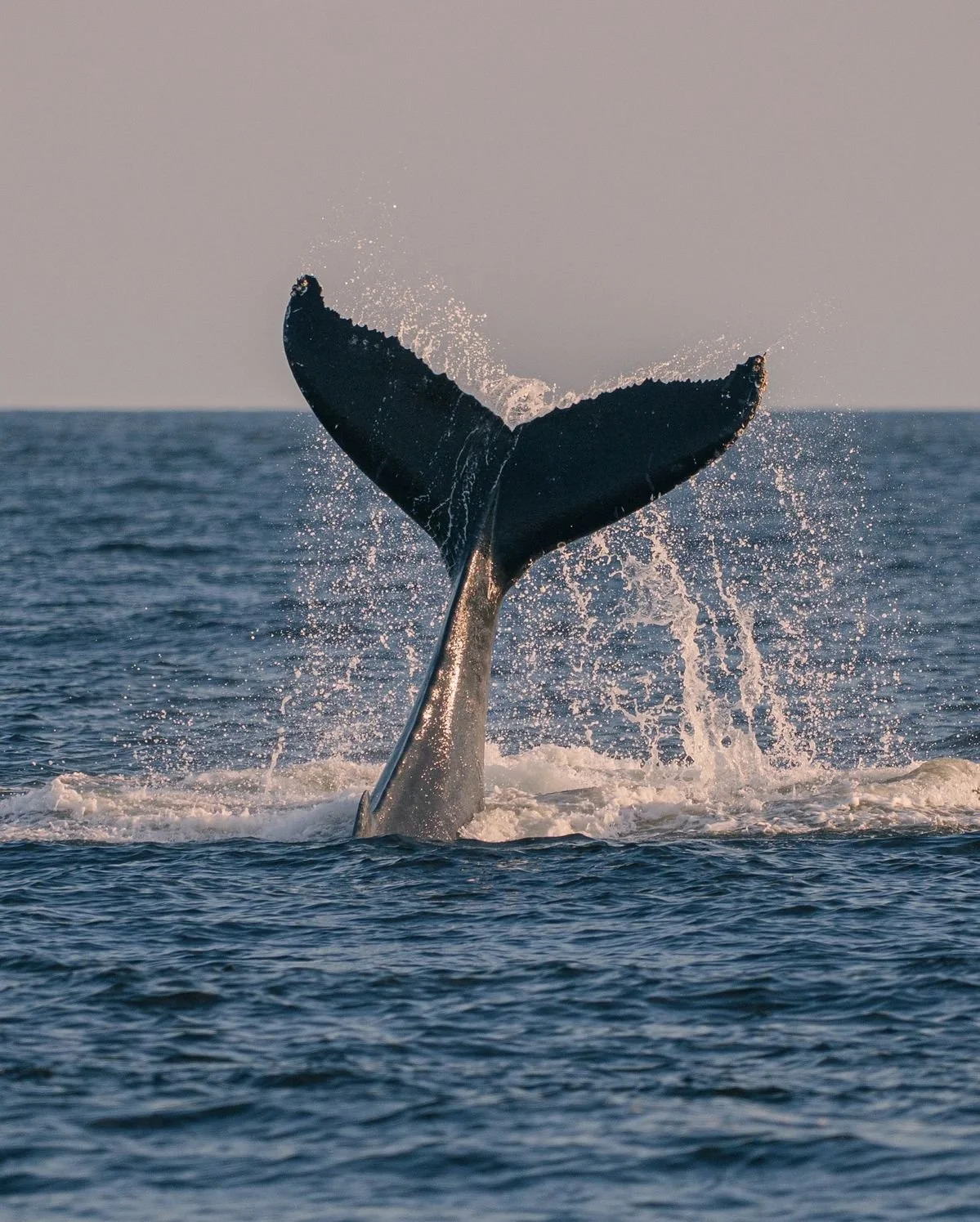 Sacred Glow — Gentle Yoga + Sound