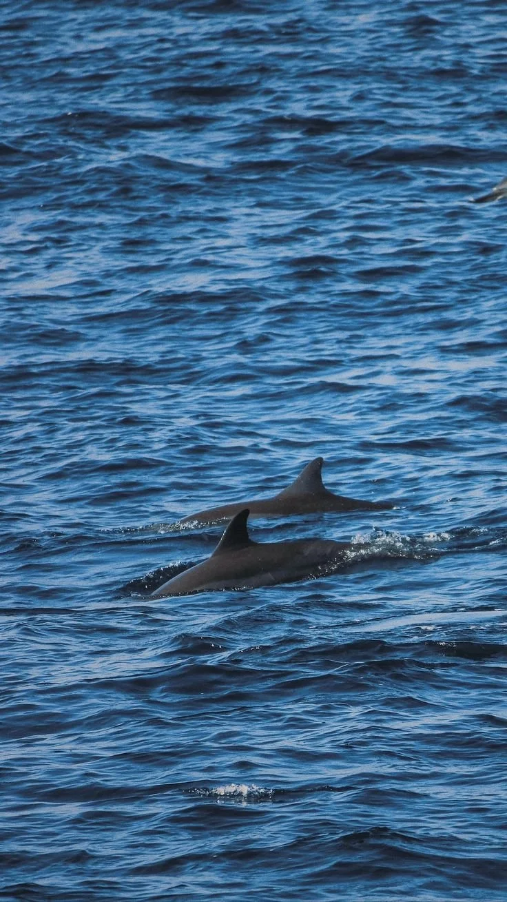 Ocean Sunset Flow  — Gentle Yoga + Sound