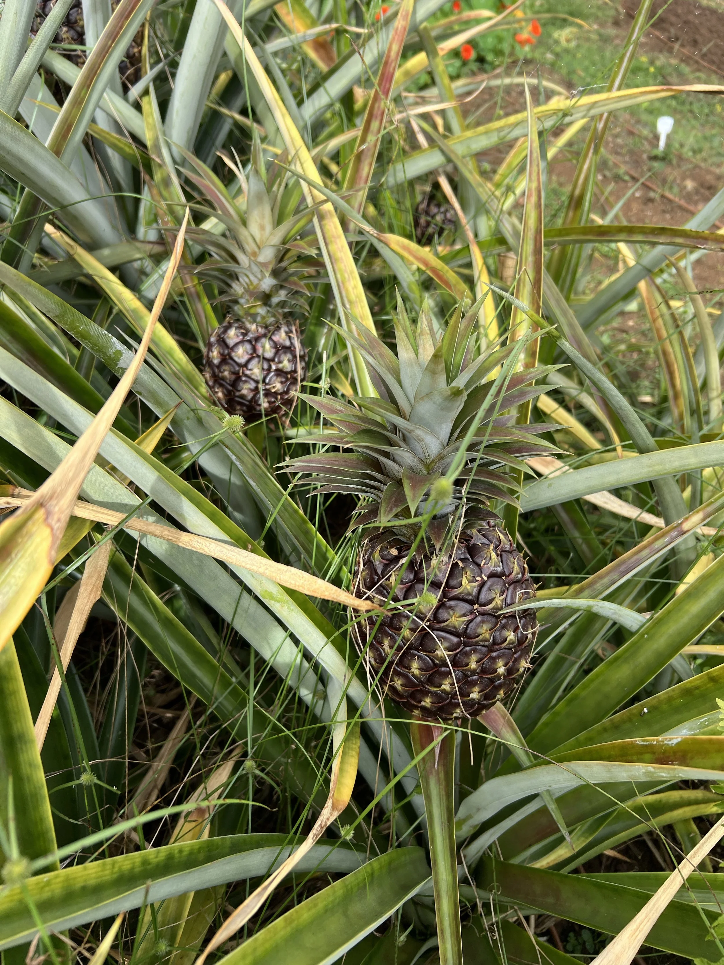 IMG_5853 copy.jpg