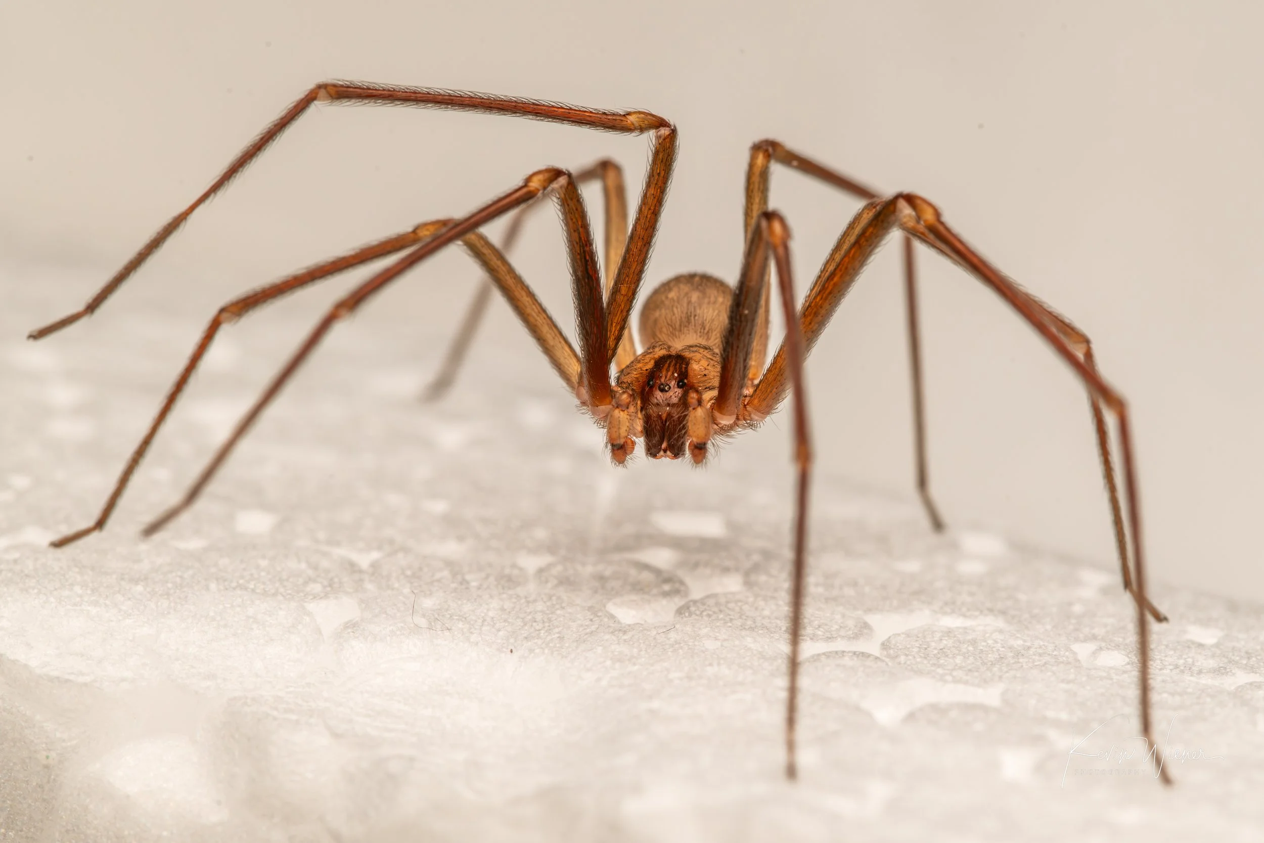 Loxosceles rufescens by Kevin Wiener